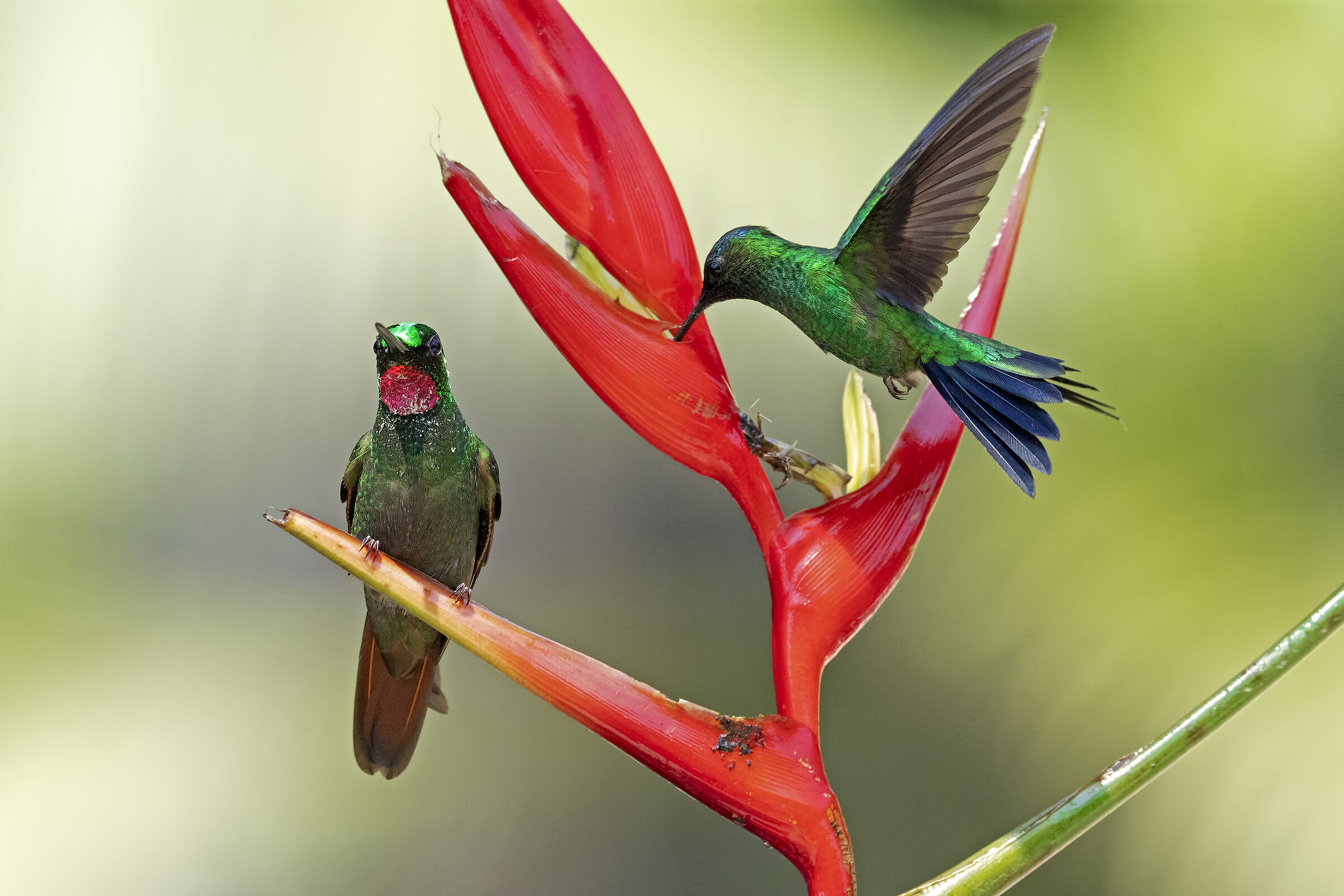 Hummingbirds