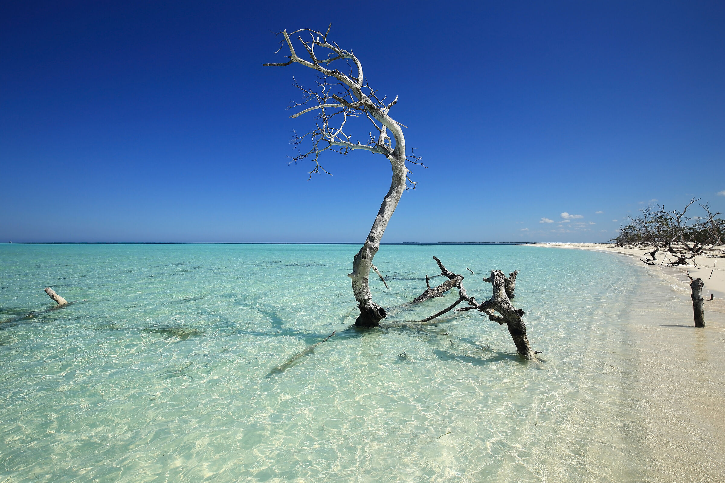 Solitary dried mangrove