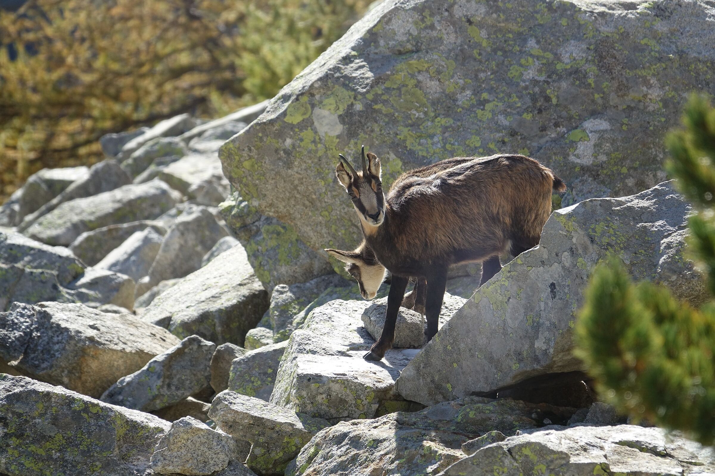 mamma.....e figlio....