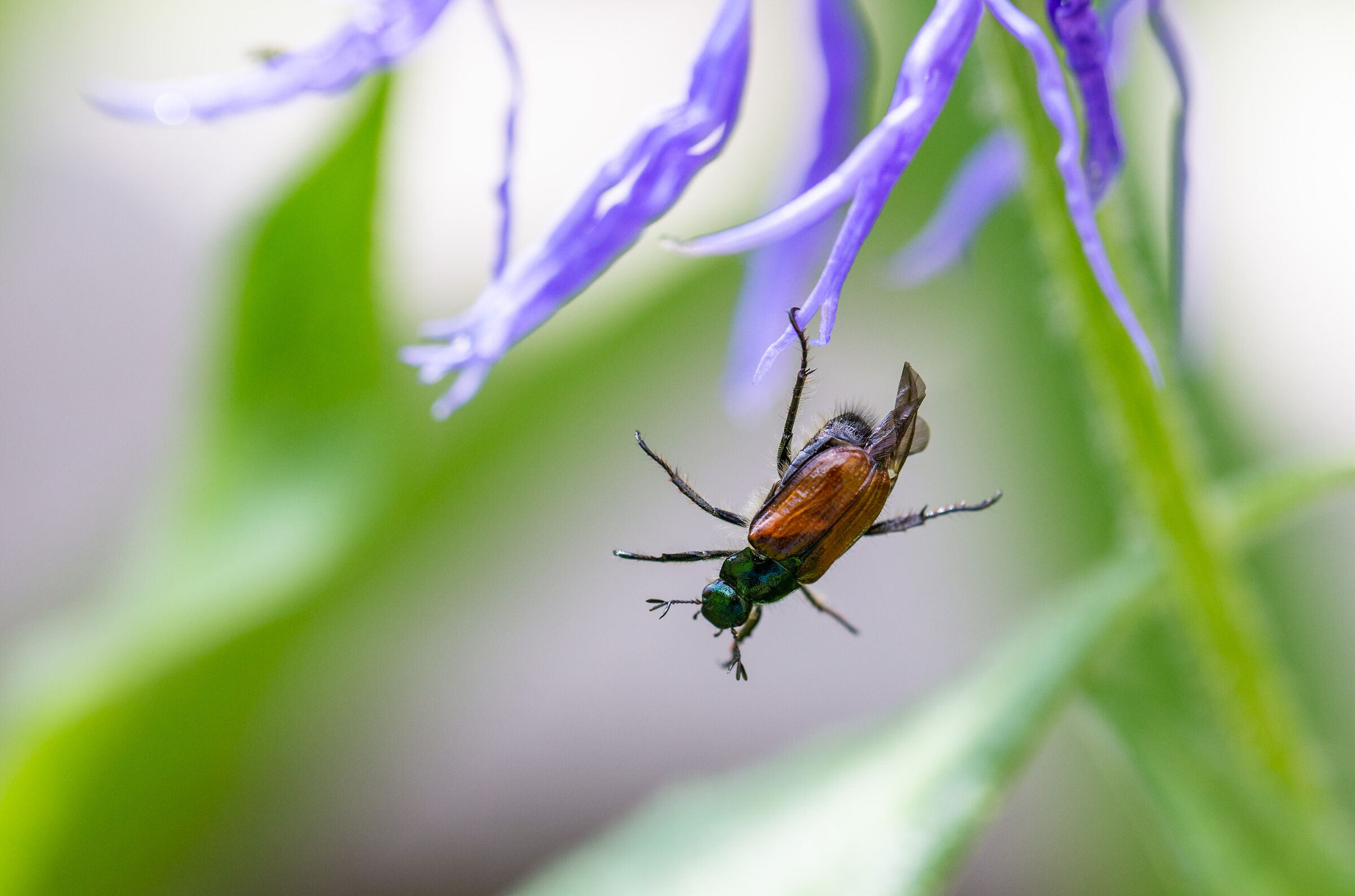 Popilia japonica acrobata
