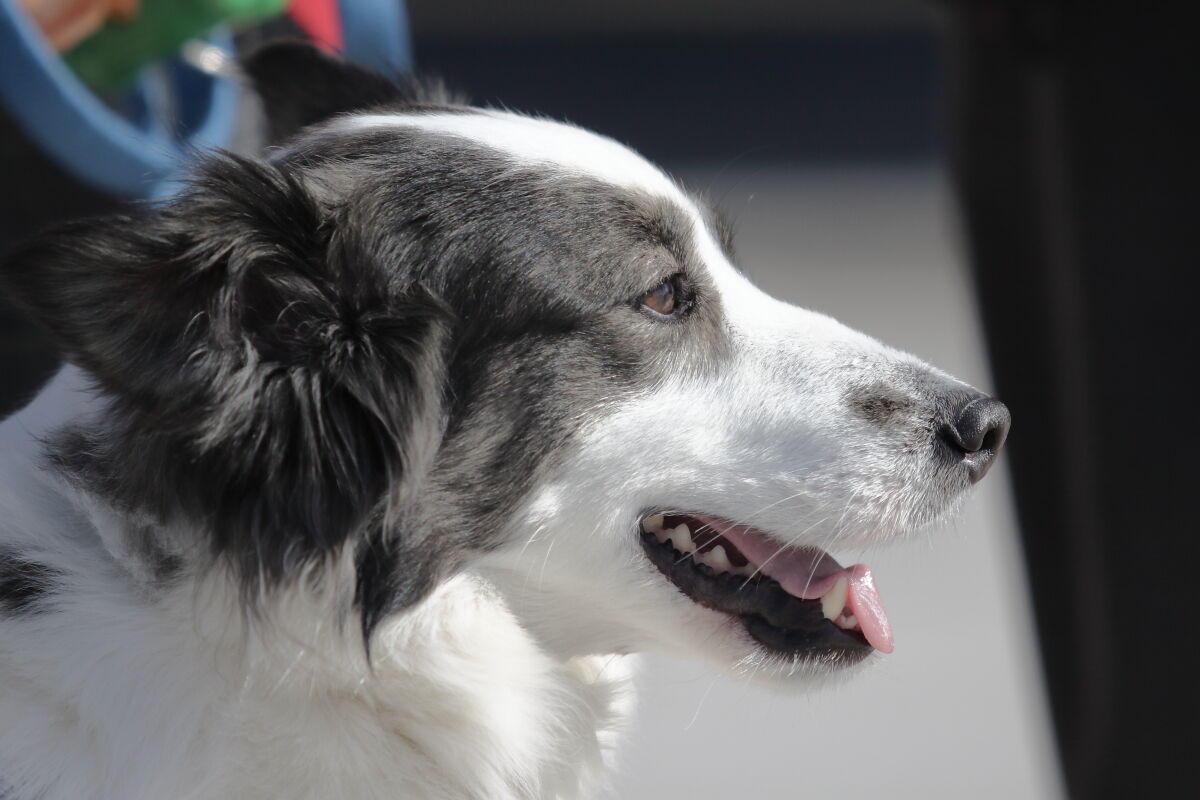 Un cane sfortunato, malgrado il nome