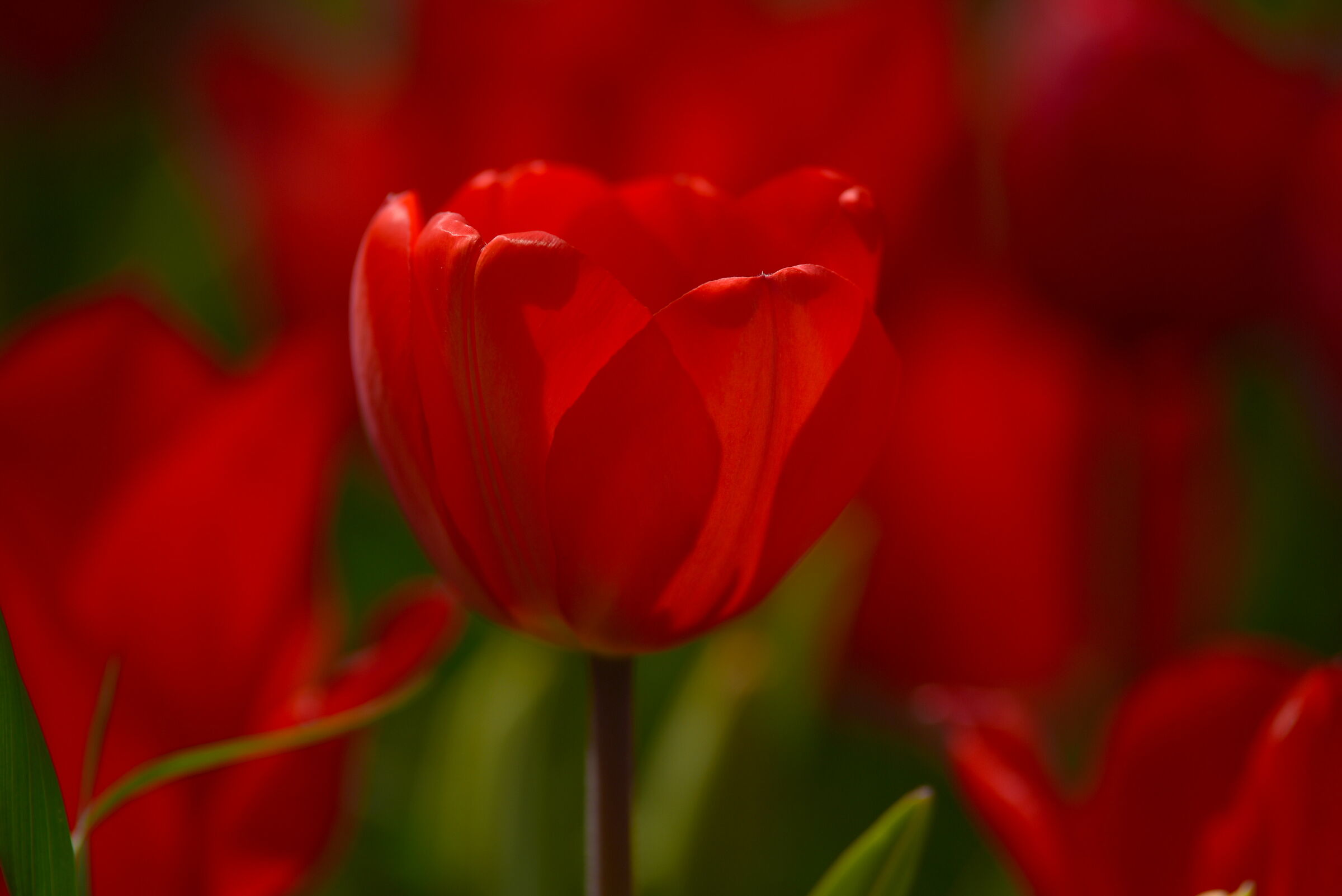 rosso tulipano