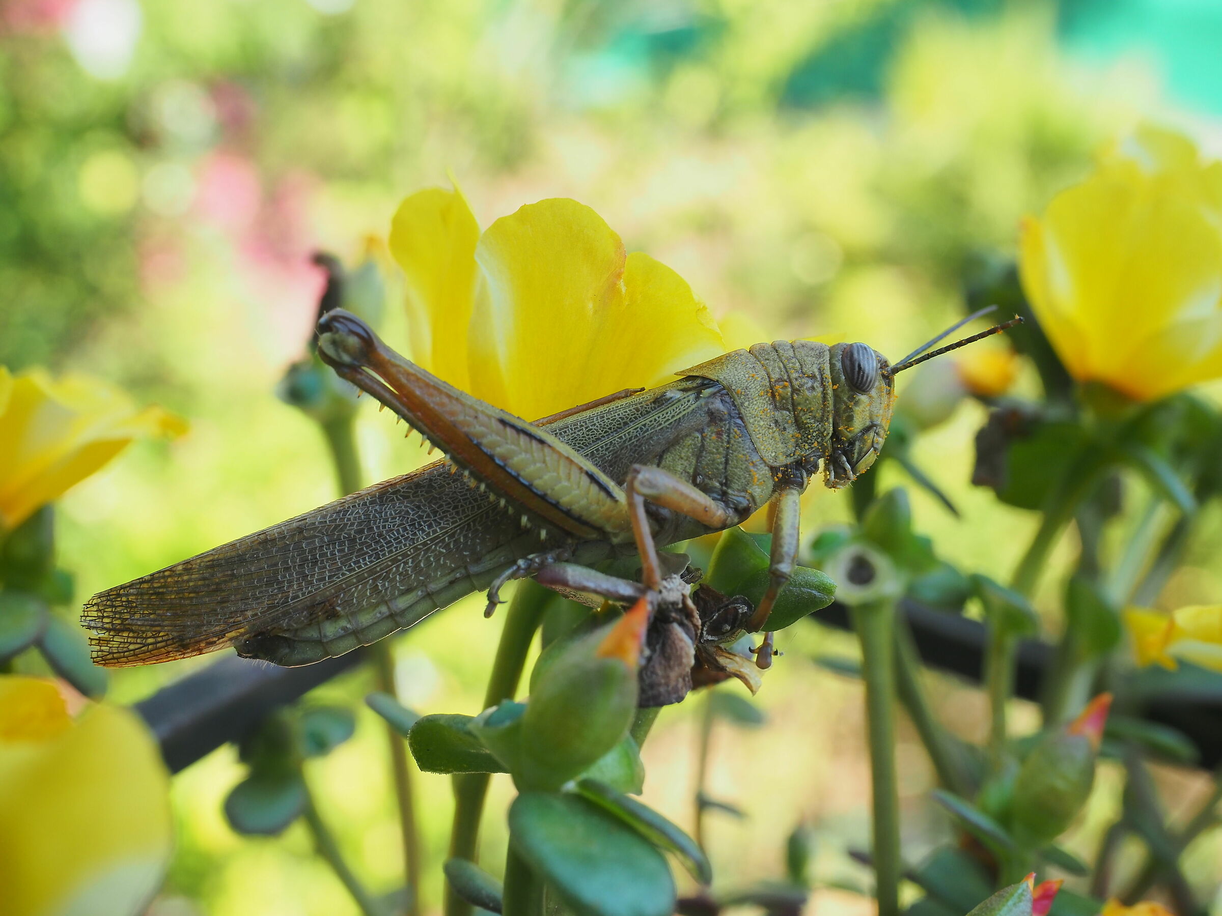 Cavalletta impollinatrice