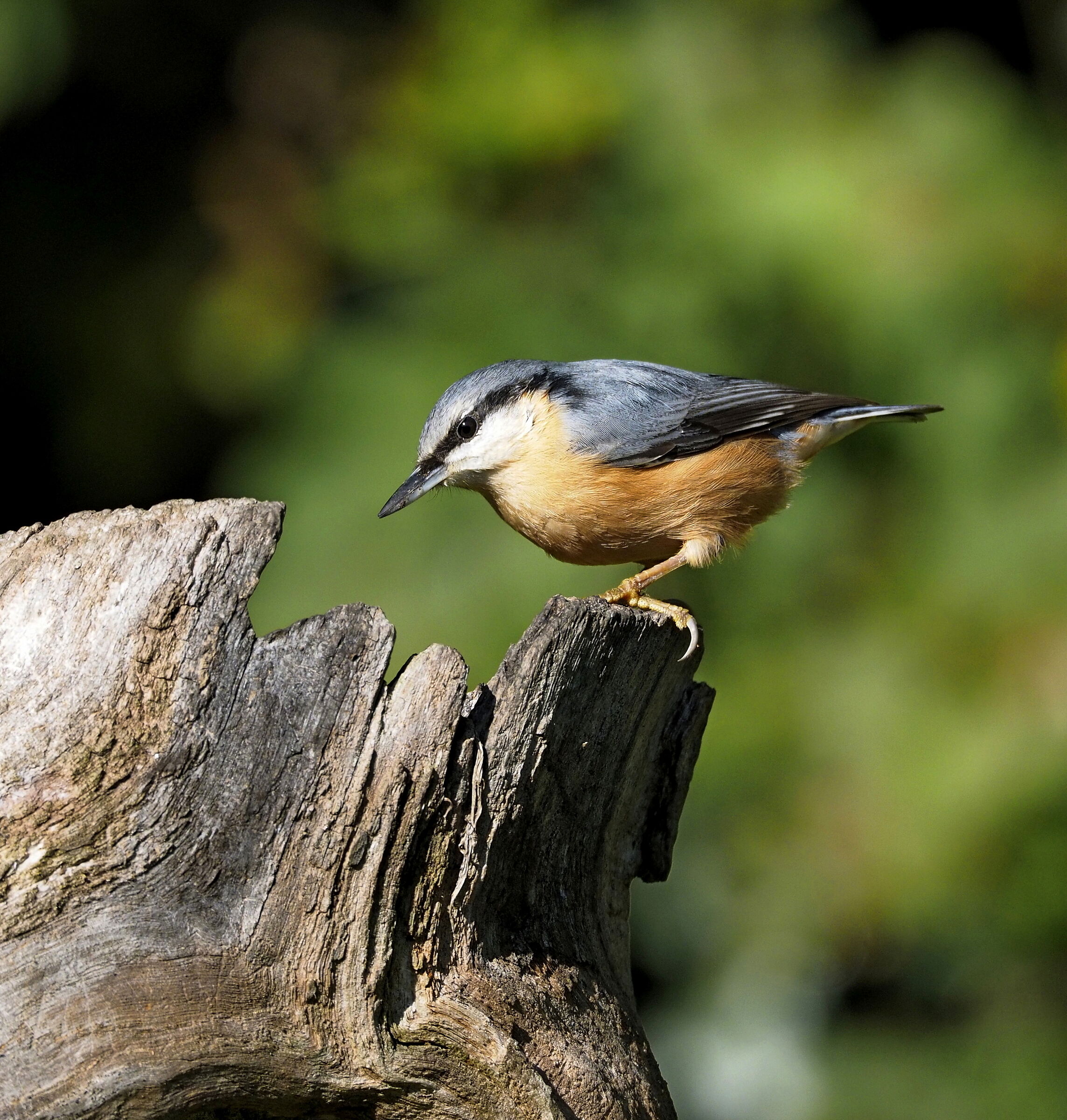 La mascherina del picchio muratore