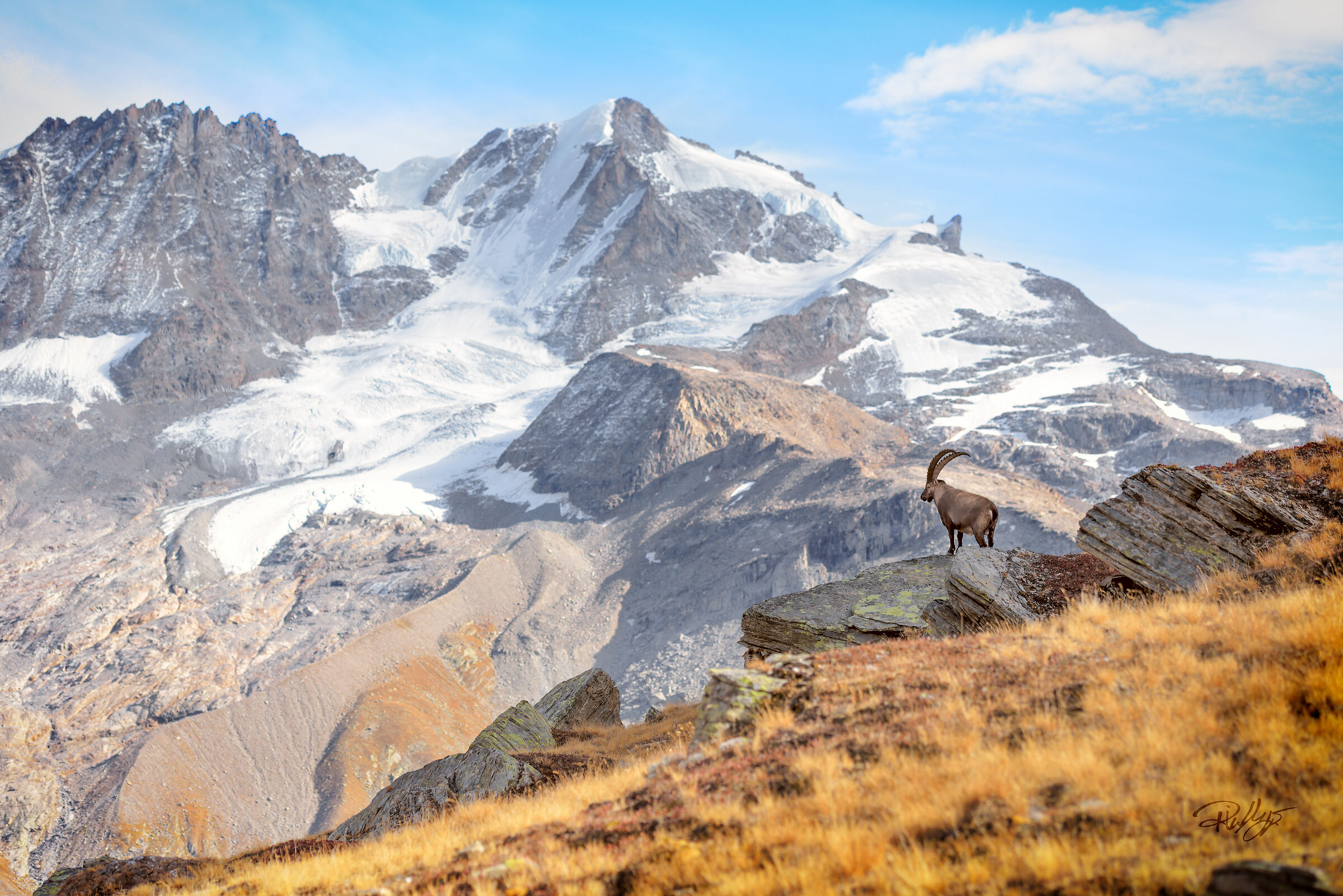 Observing the Great Paradise