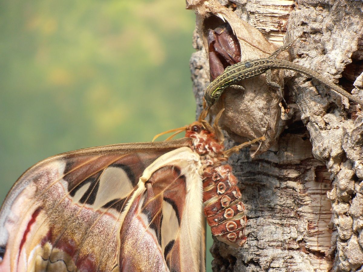 Close Encounters of the Third Kind