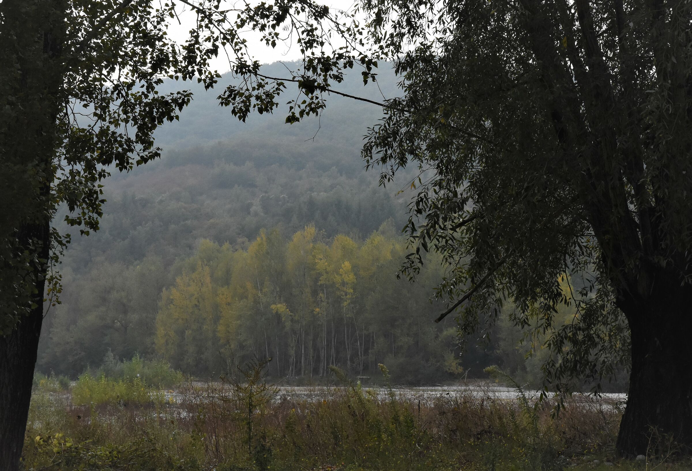 tra le fronde vedo l' autunno