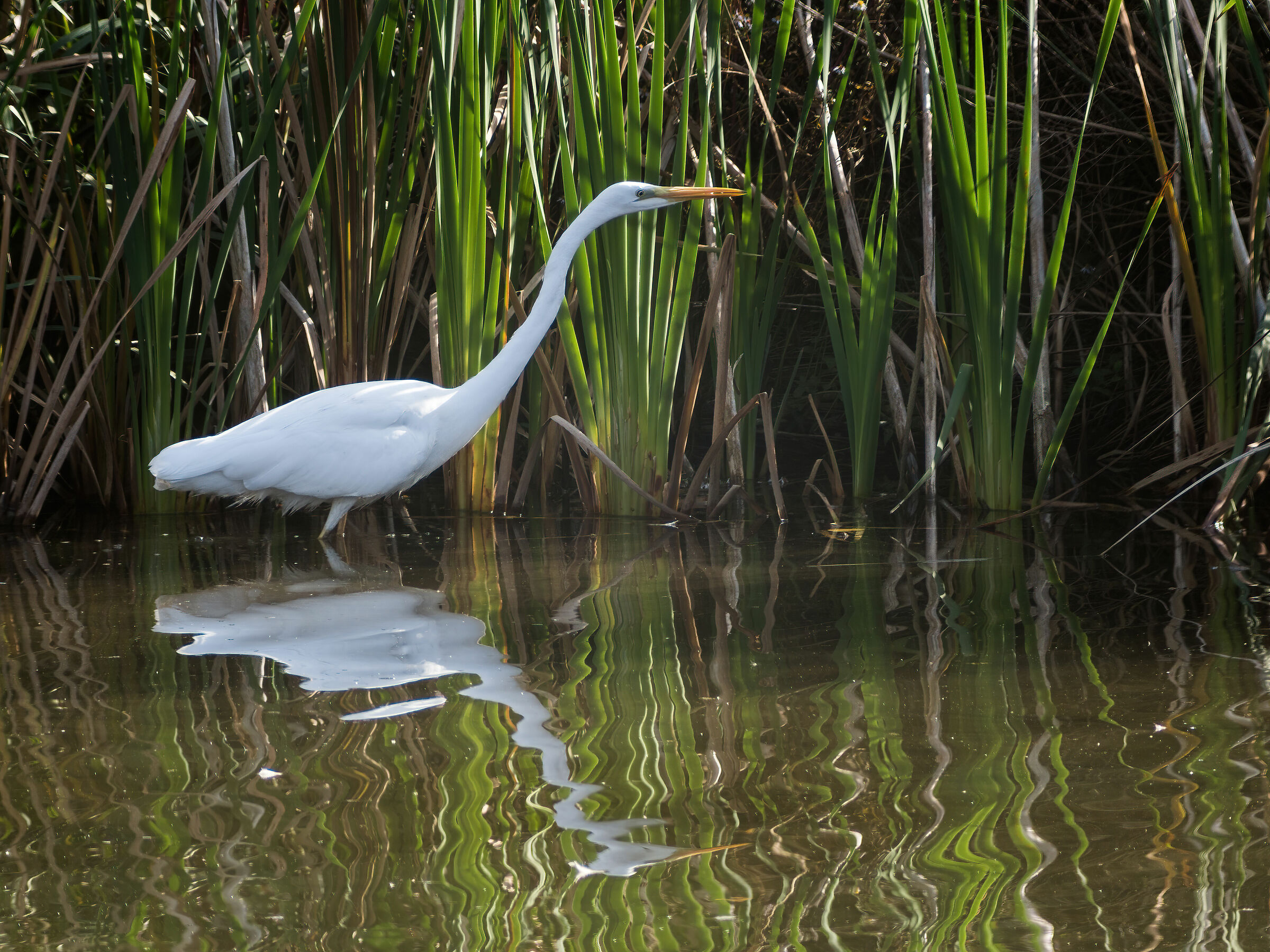 White major heron