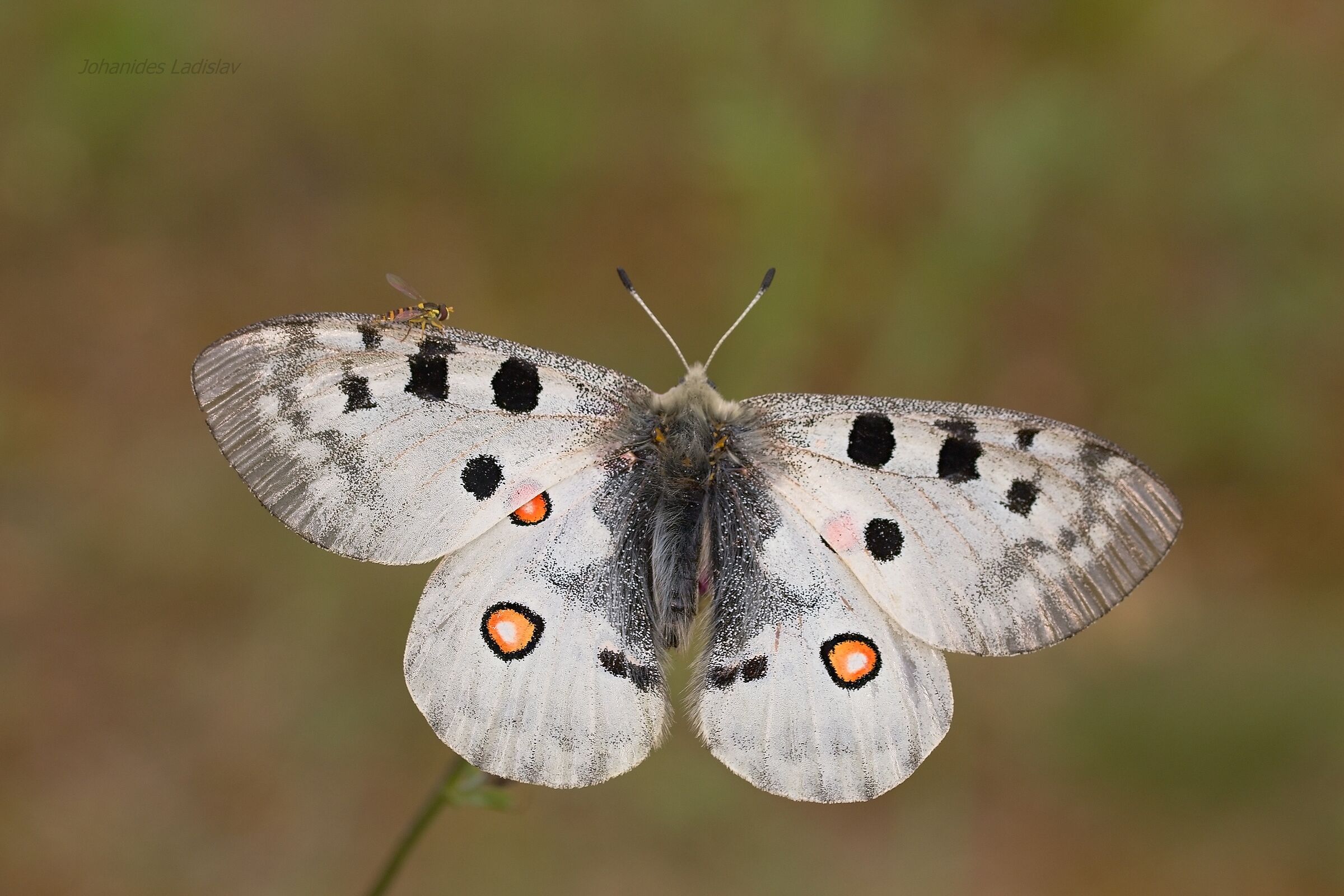 Parnassius apollo(male)