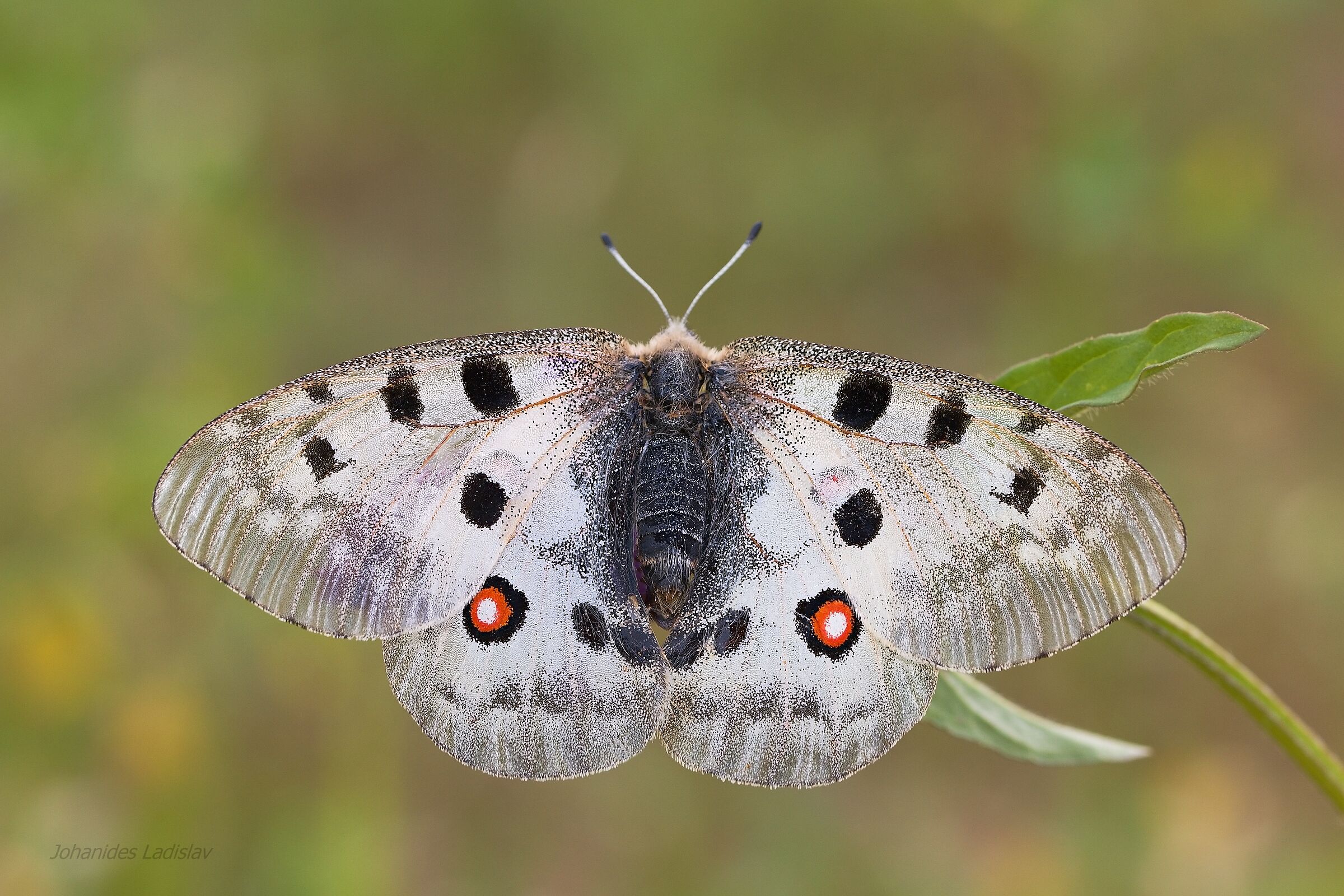 Parnassius apollo(female)