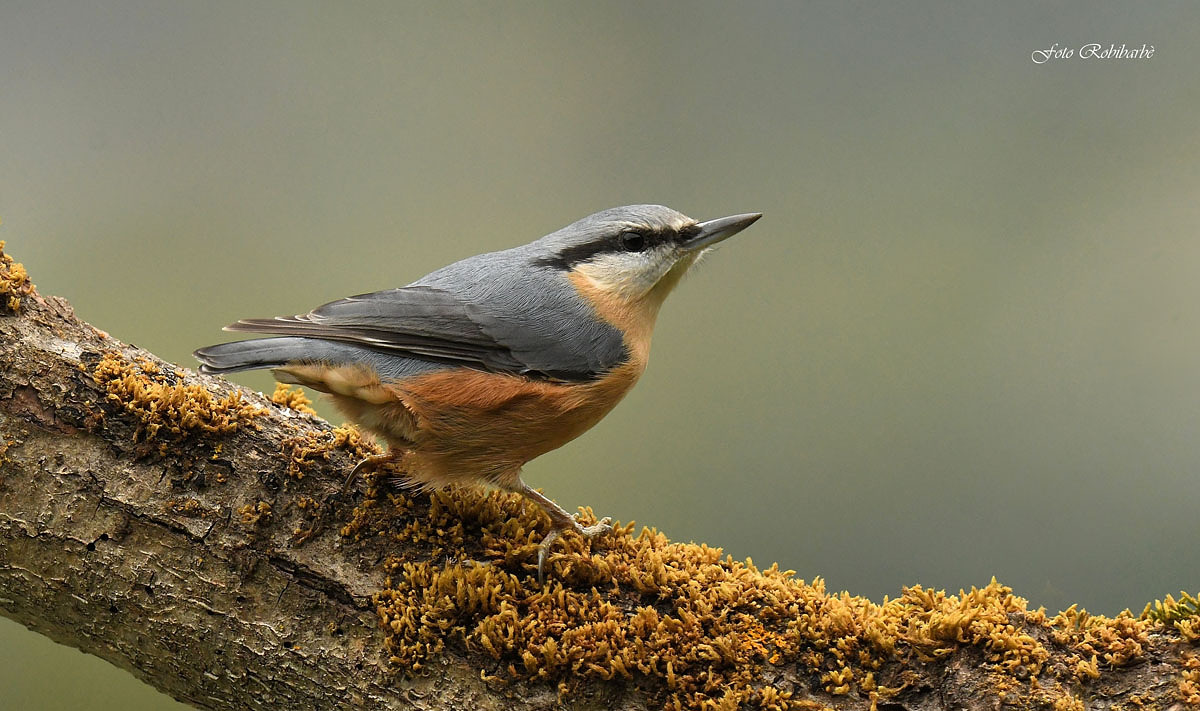 Woodpecker mason....