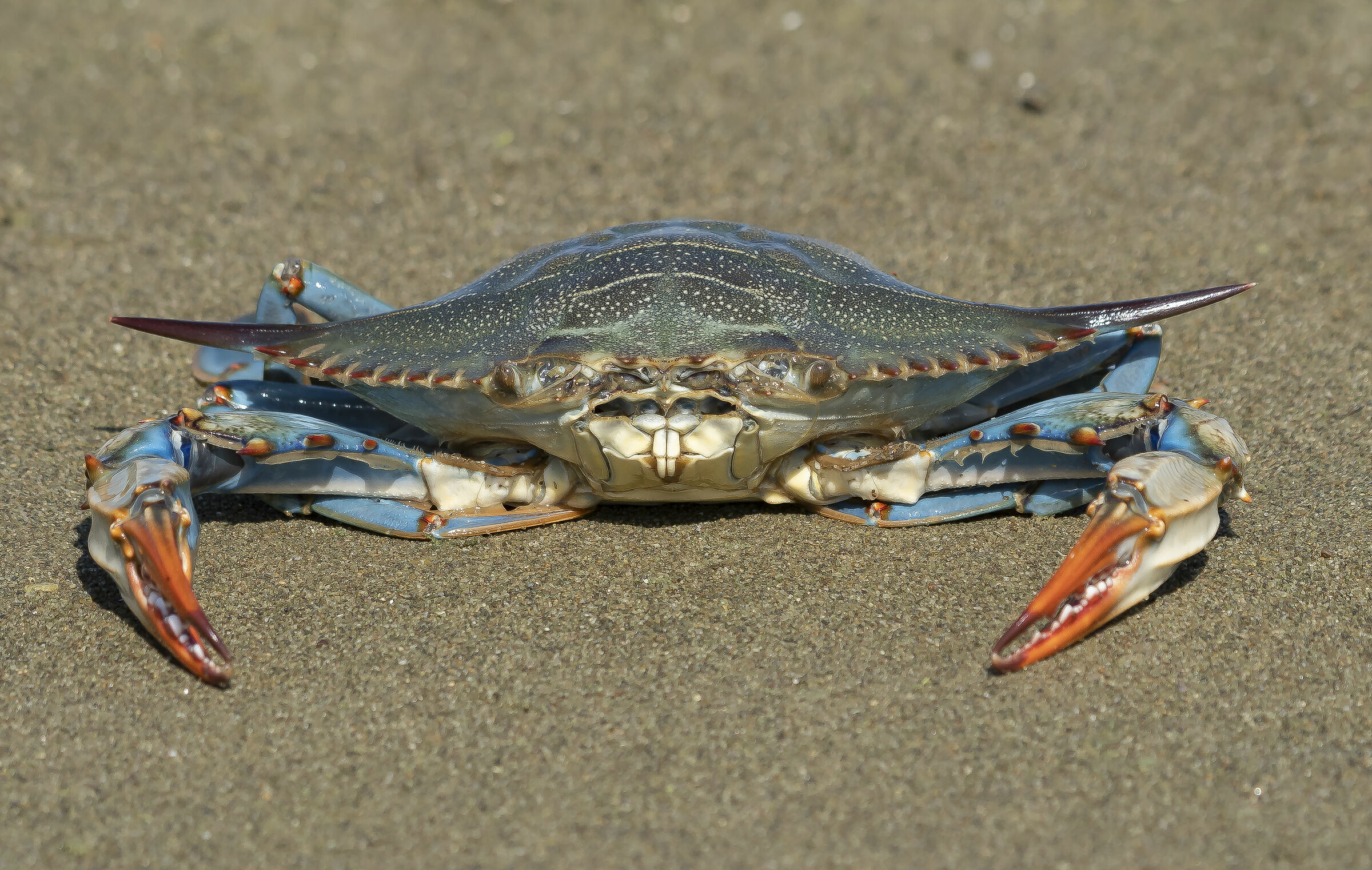 Callinectes sapidus (Rathbun, 1896)