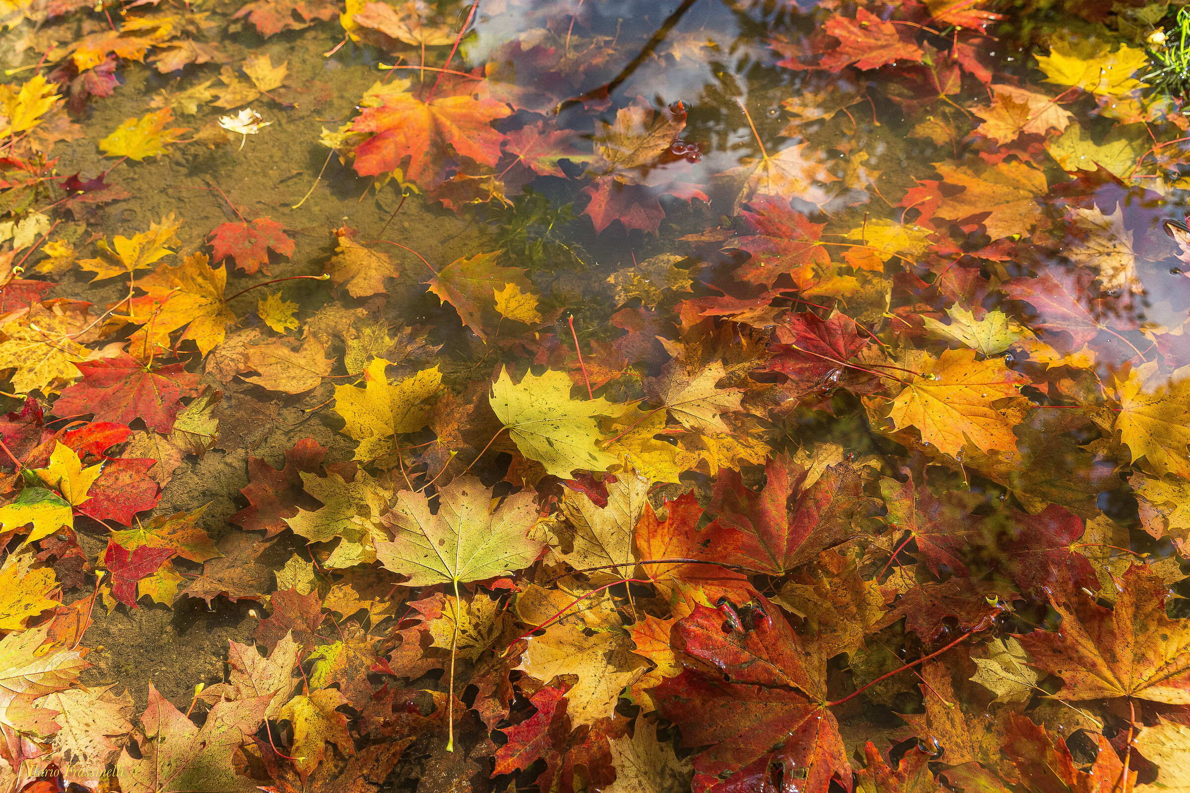 Foglie cadute nello stagno