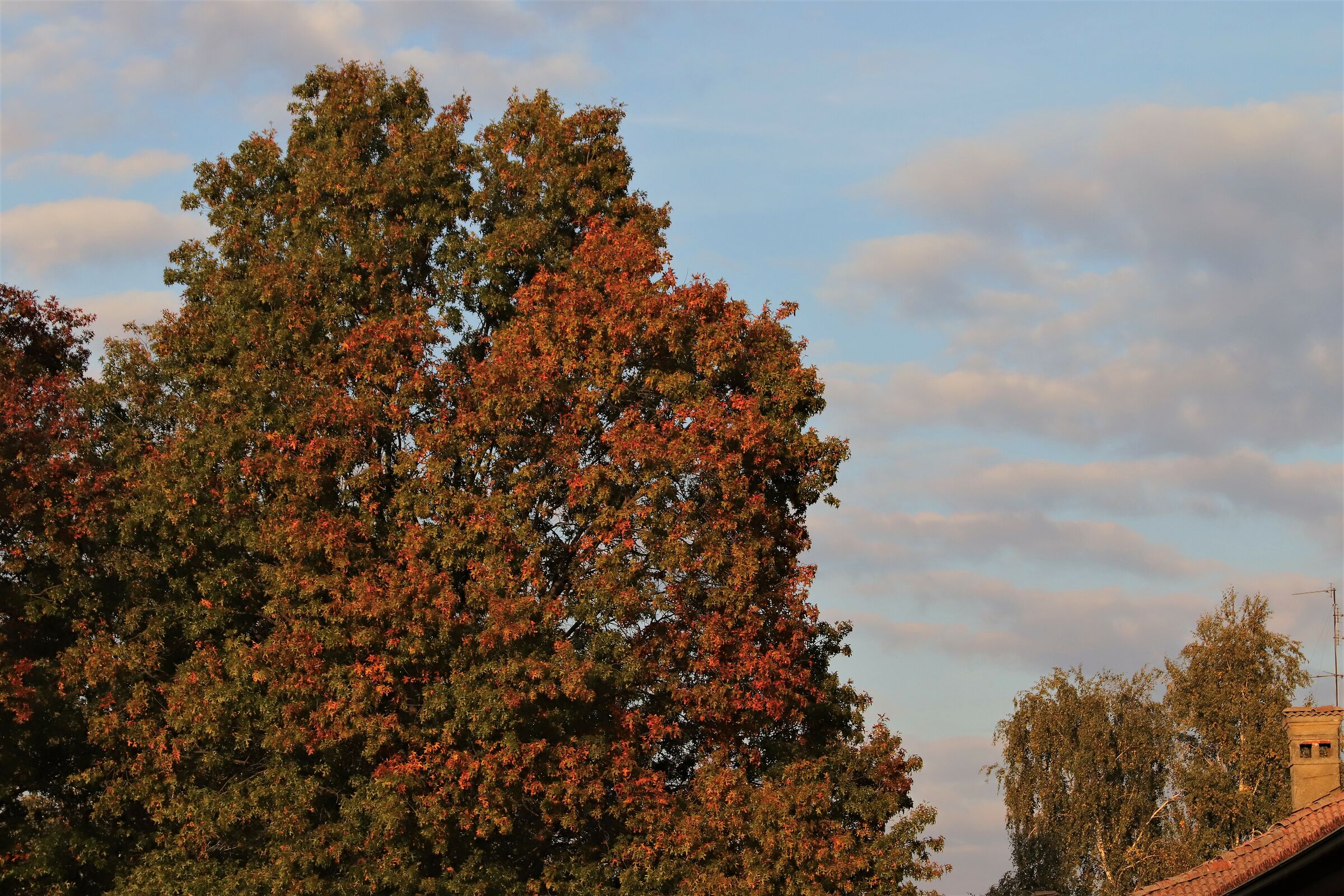 i colori dell'autunno