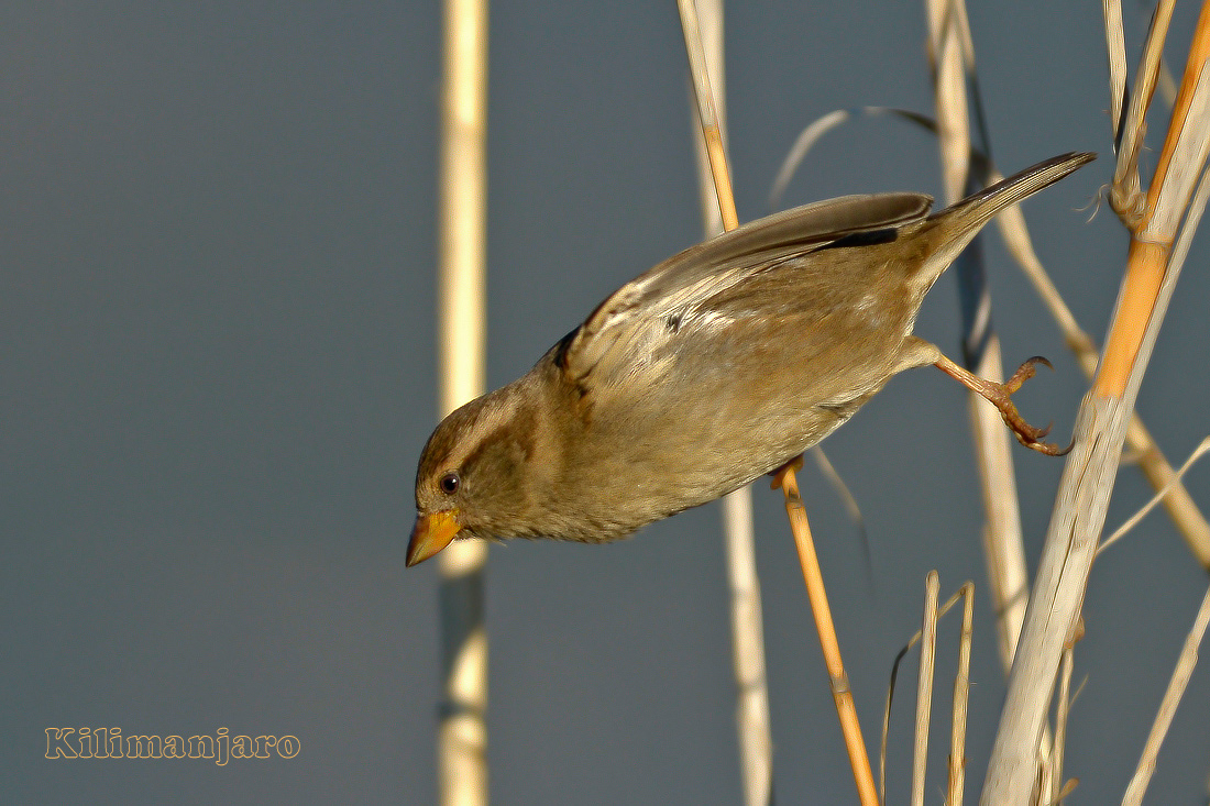 Io mi butto speriamo bene