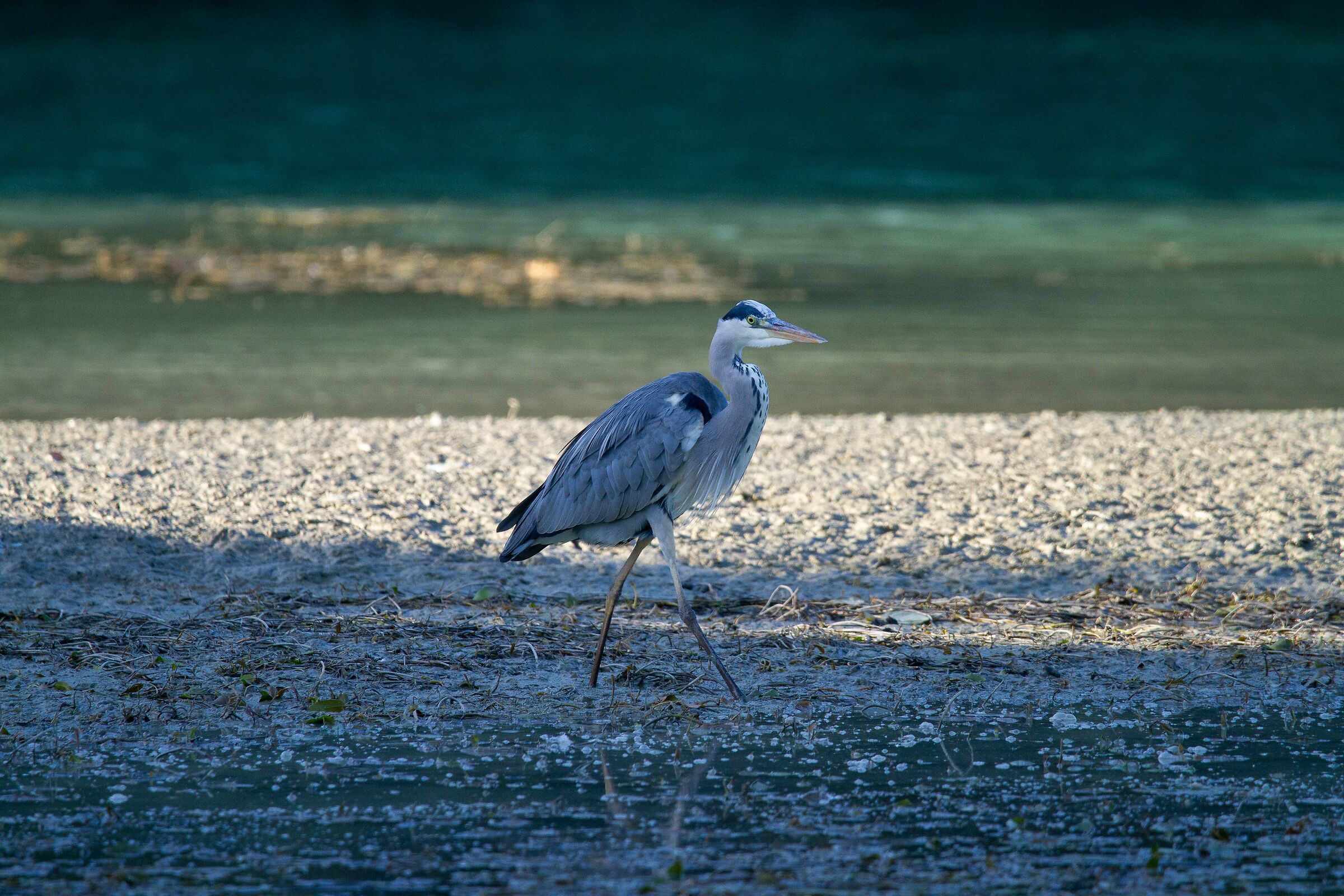 Airone cenerino a spasso