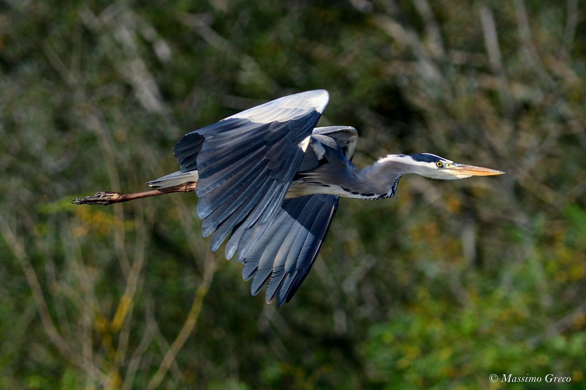 Ash heron
