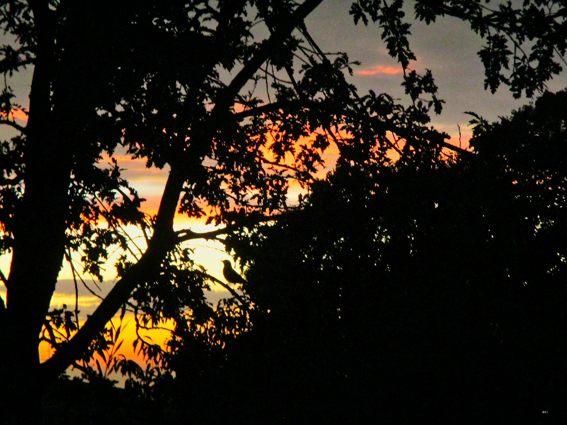 il canto e il tramonto