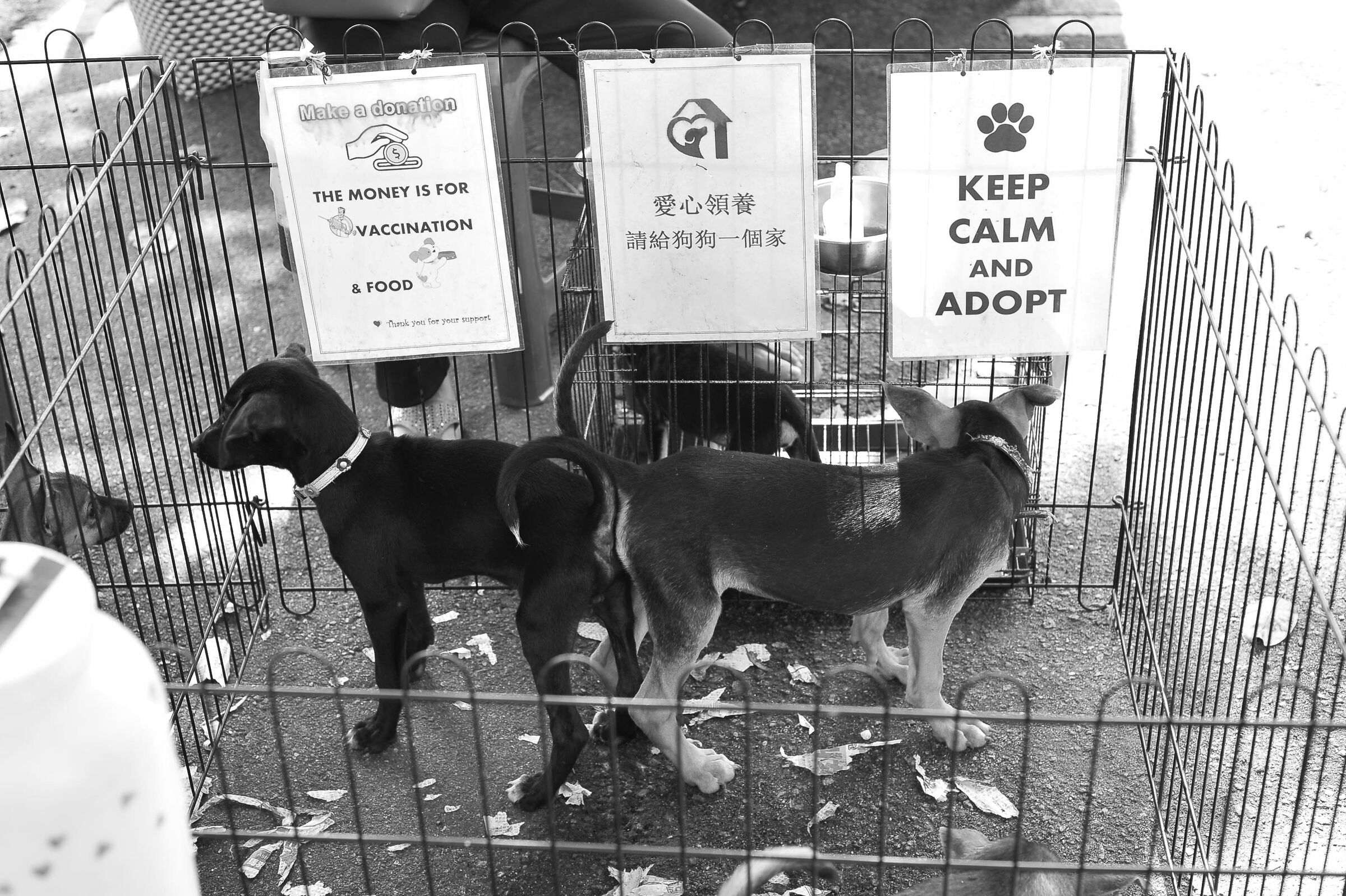 Pet dogs for adoptions