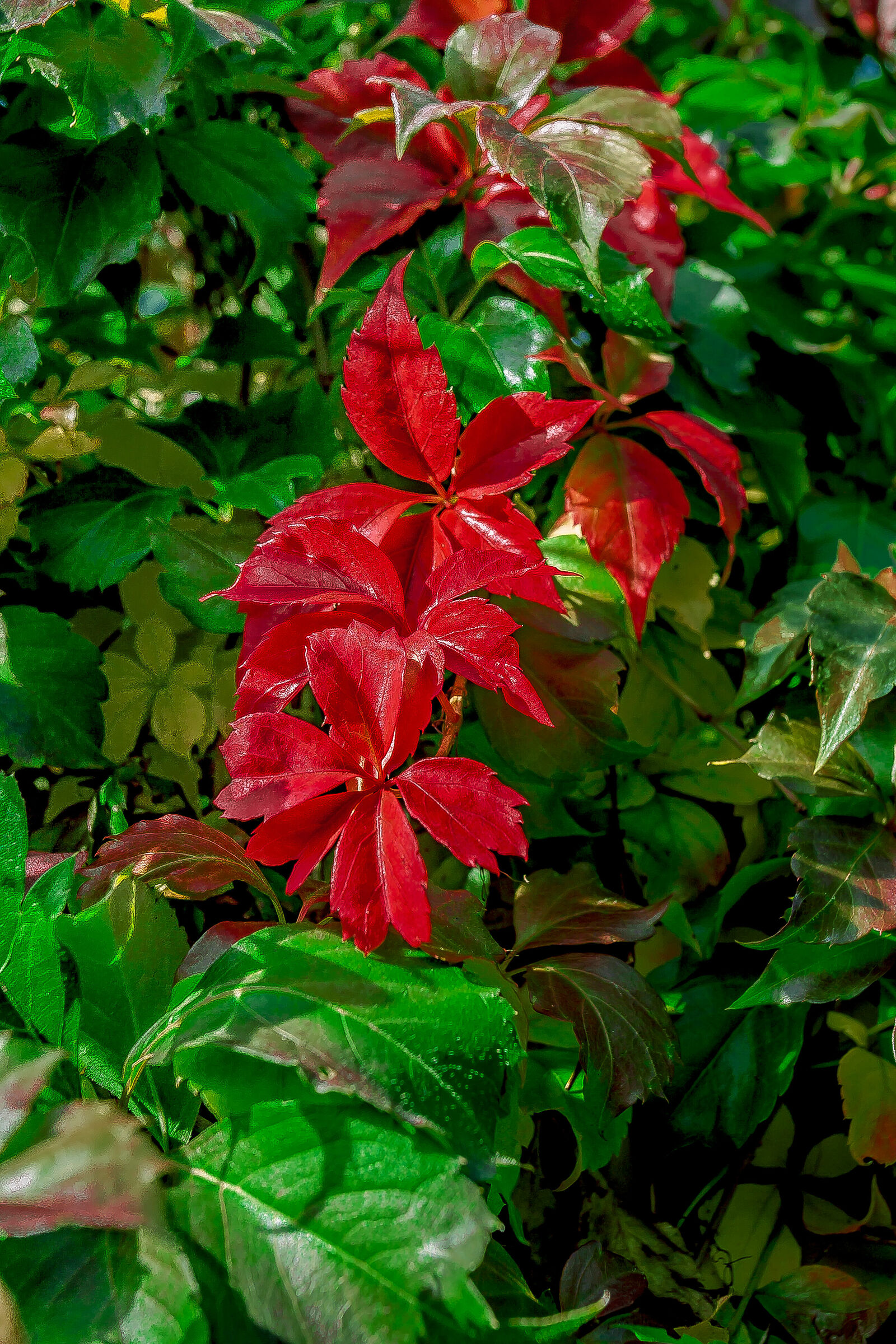 Let's dye it in autumn