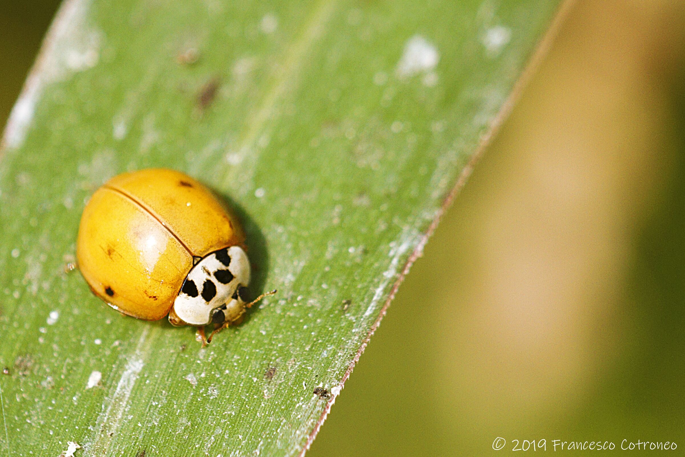 Coccinella come sei bella! :)