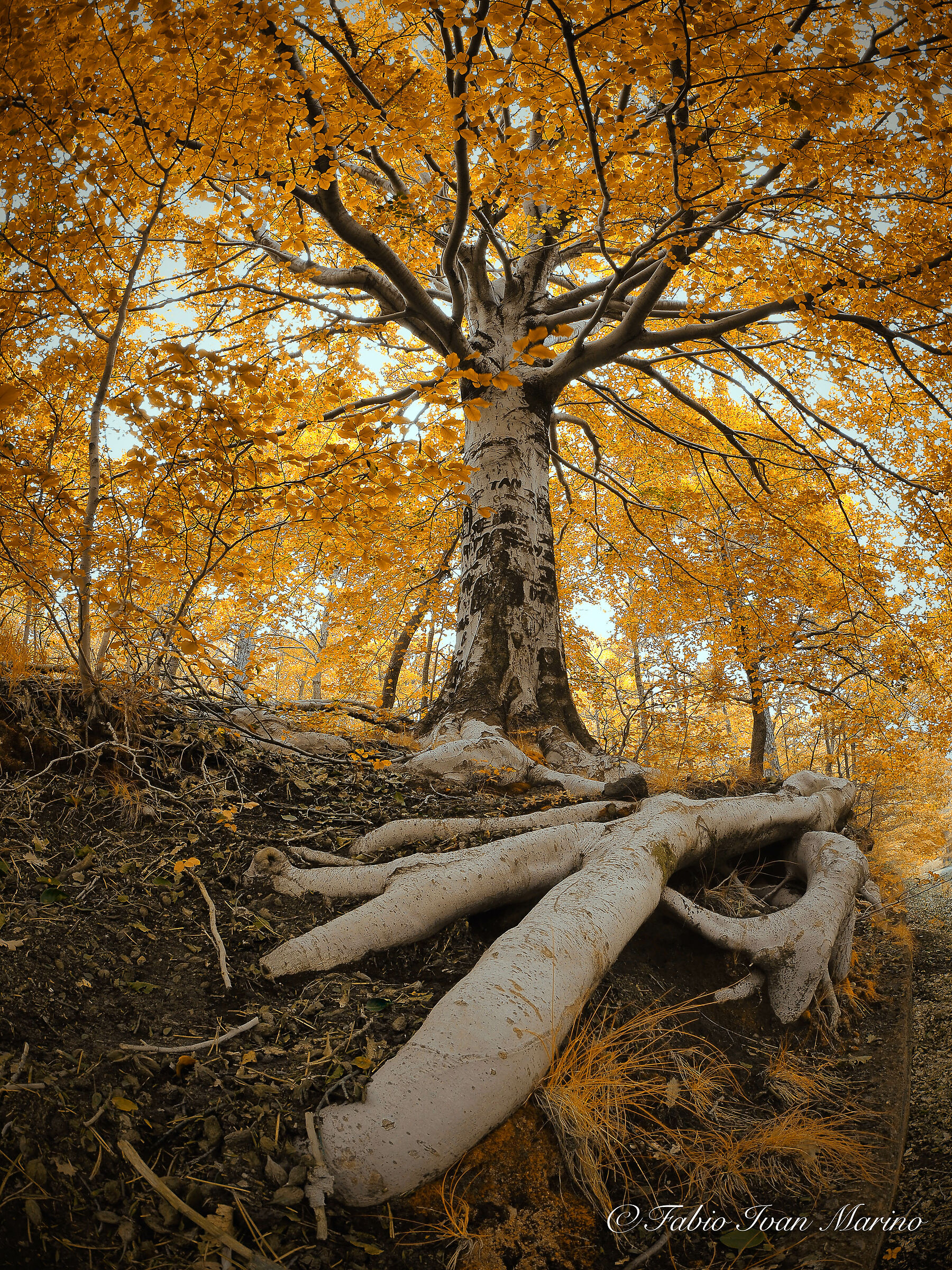 Uno scorcio di Autunno