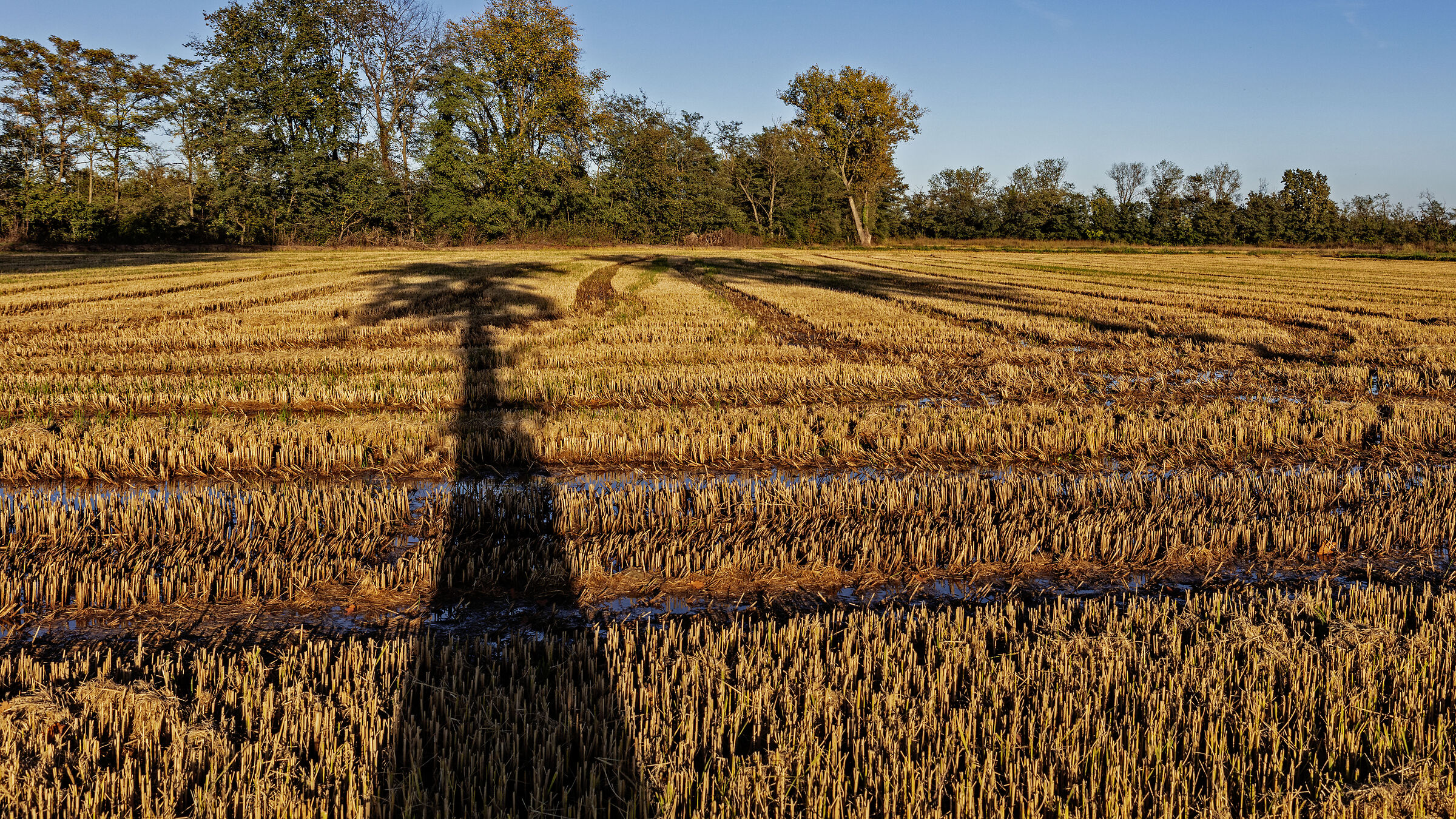 Una palma in risaia
