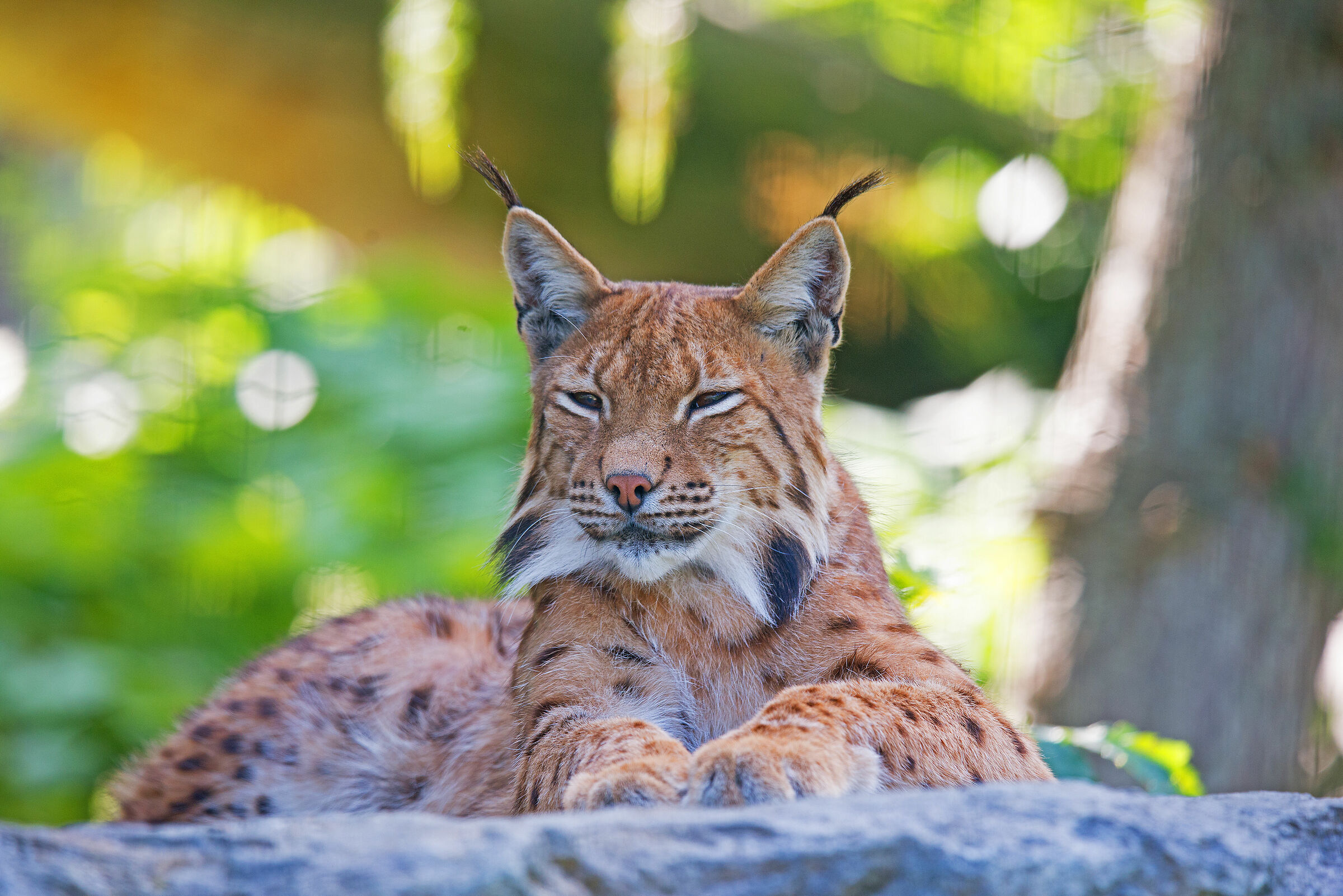 Lynx
