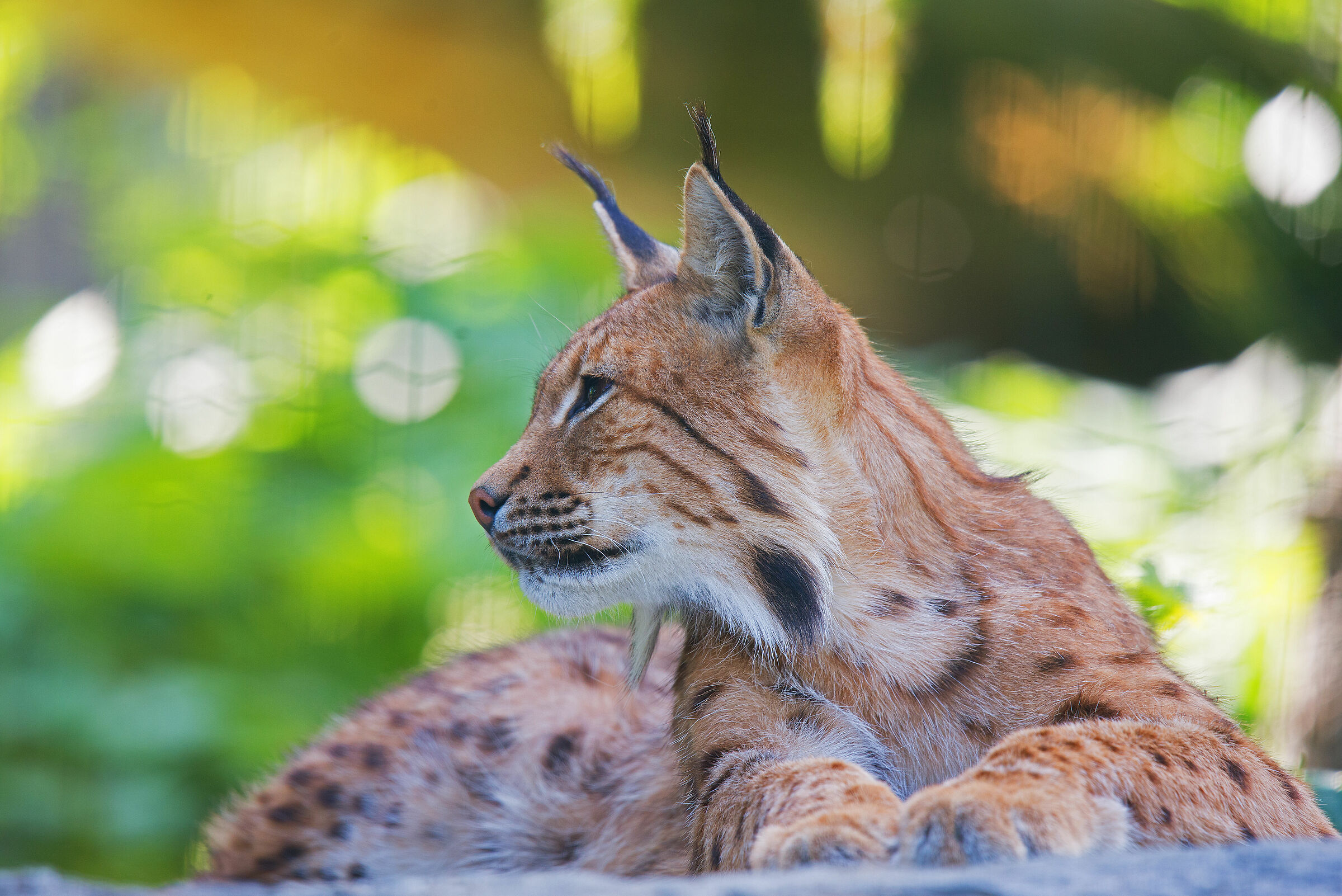Lynx