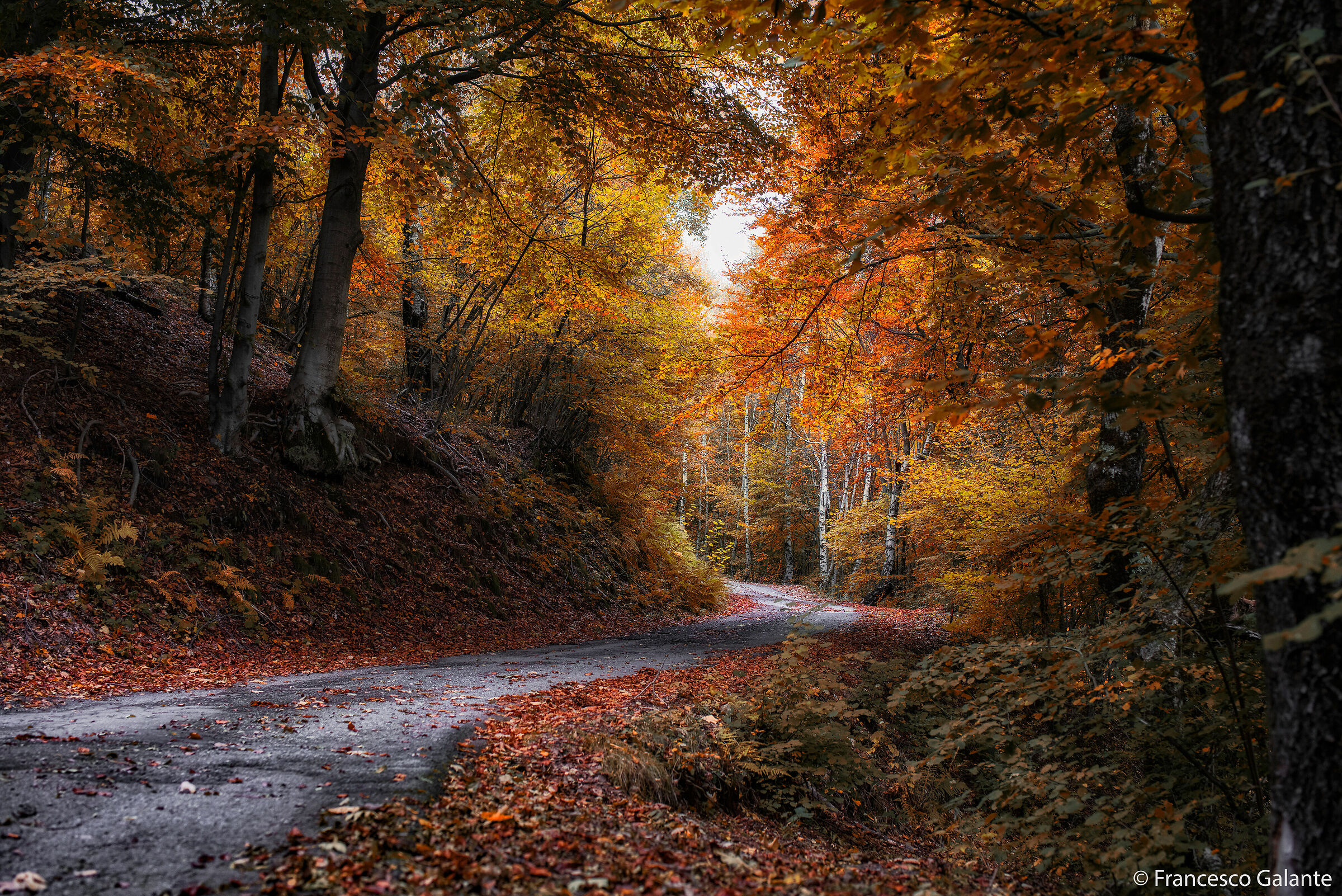 Foliage al Monte Tovo 1 - Borgosesia