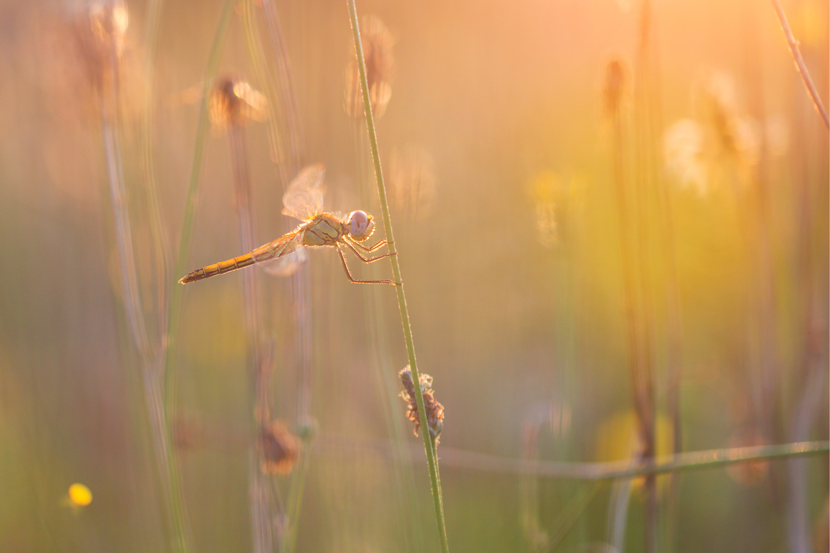 Fonscolombii Sympetrum