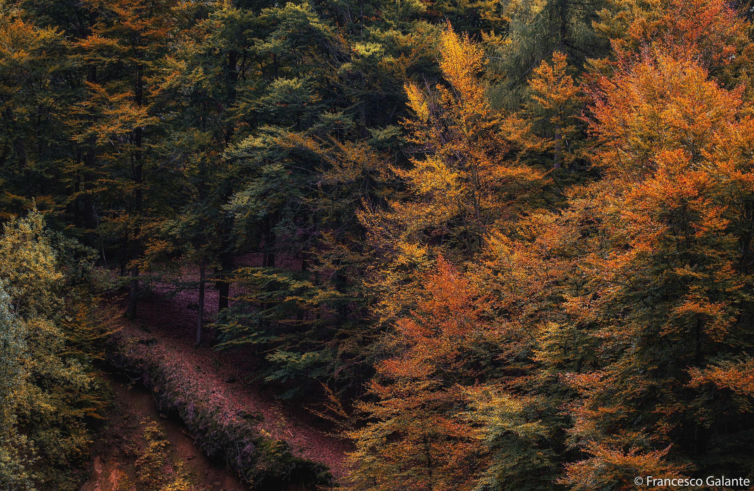 Foliage al Monte Tovo 4 - Borgosesia