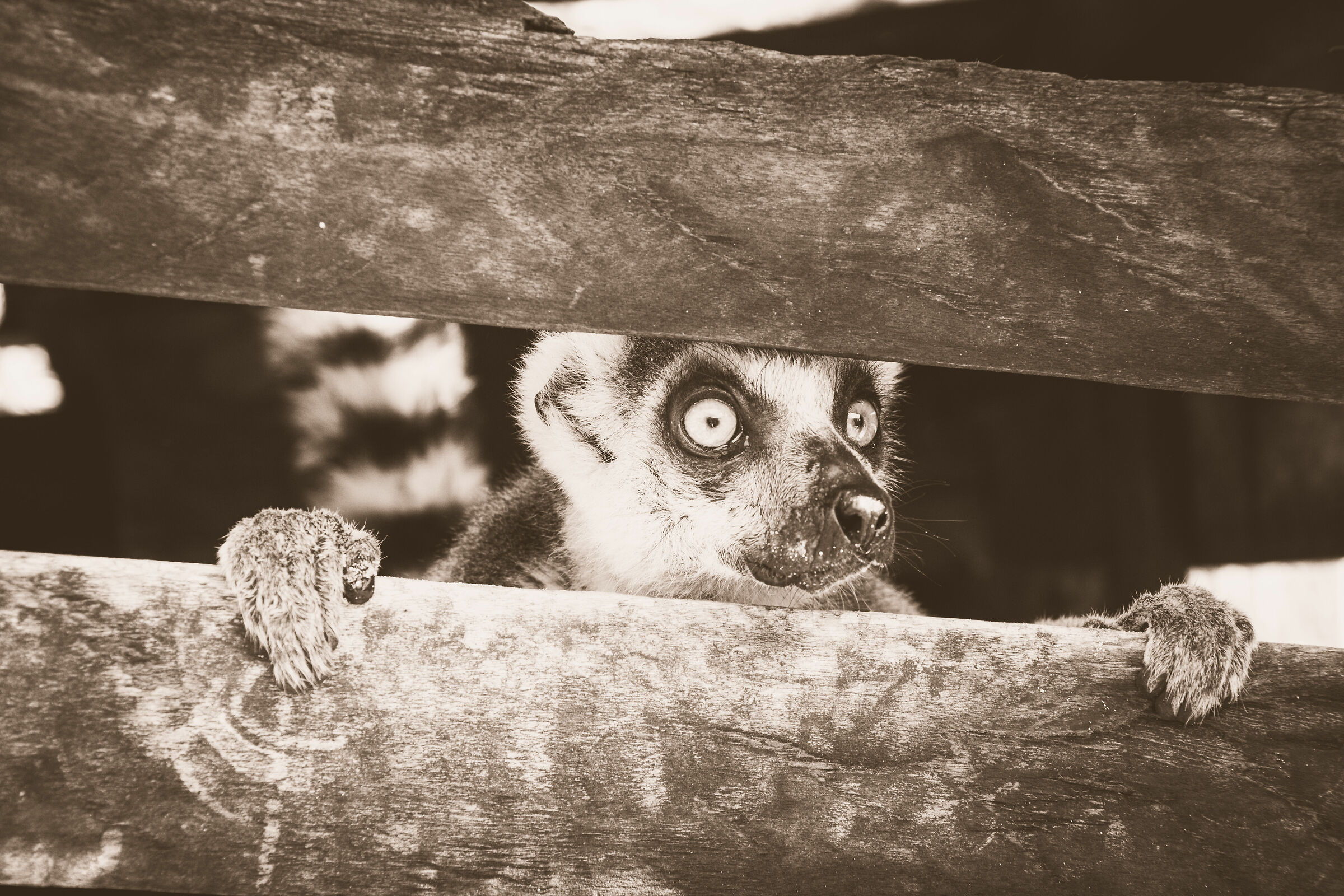 Lemur