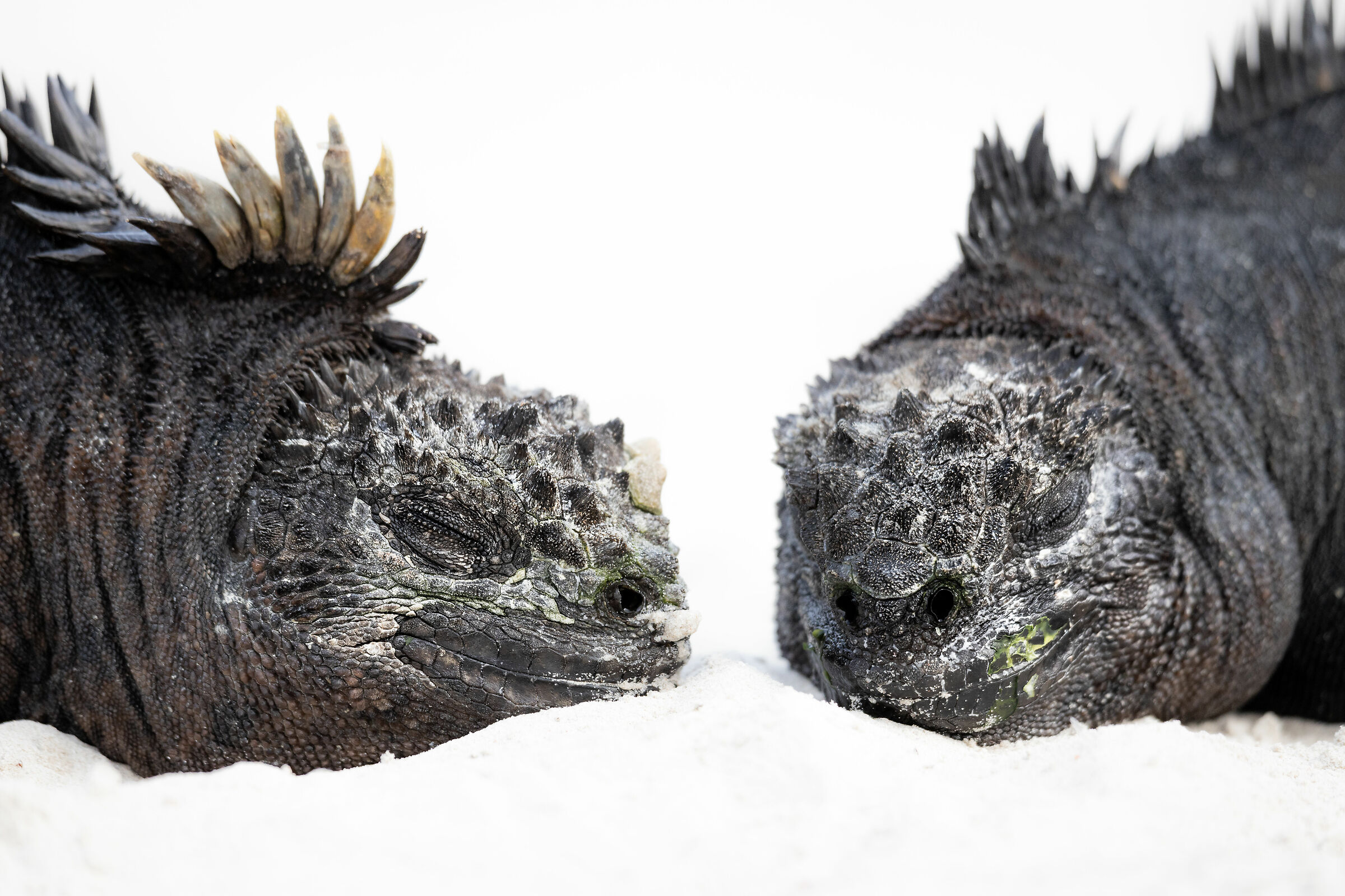 Marine iguanas