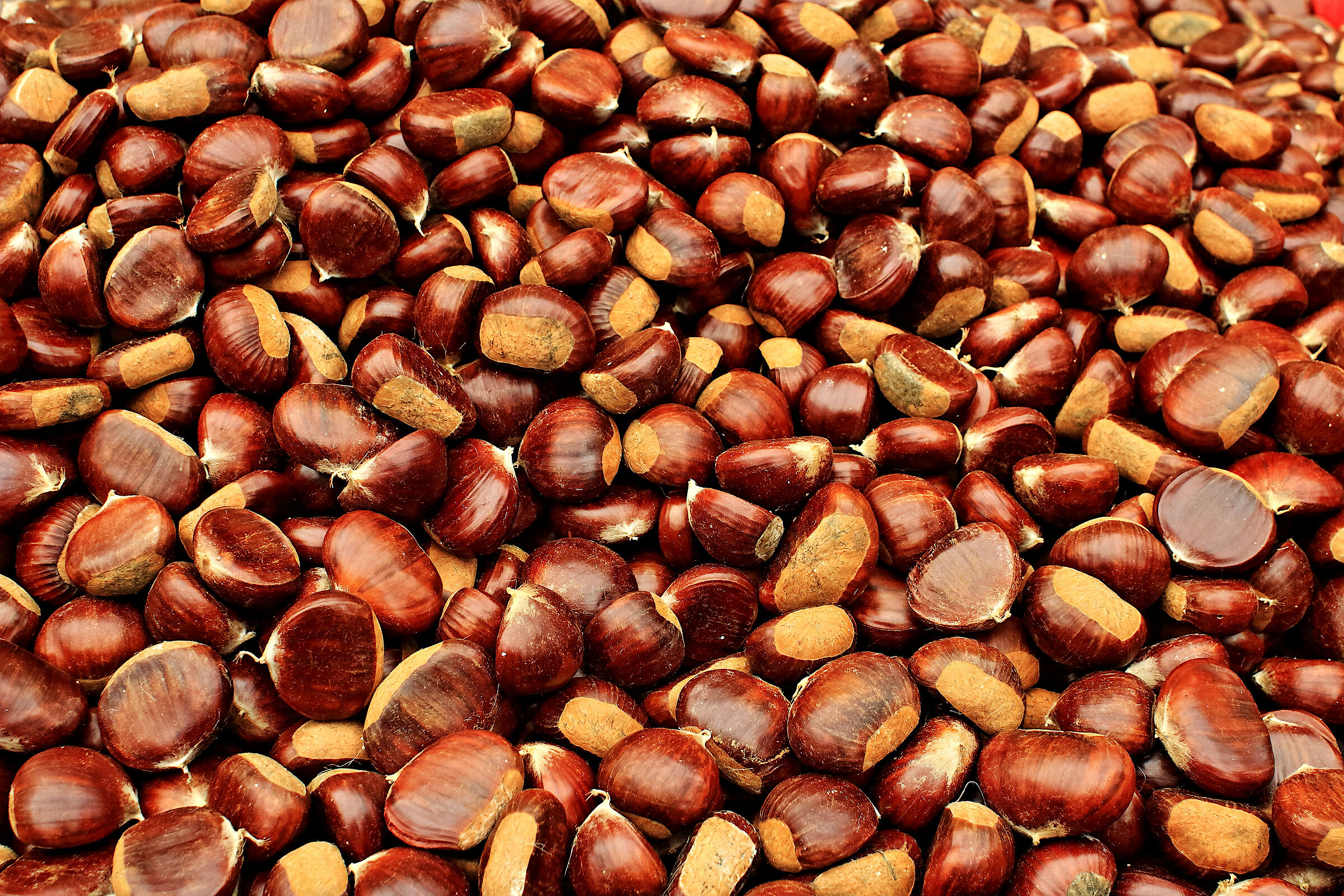 Castagne & Castagne (Piazza del Mercato di Asti)