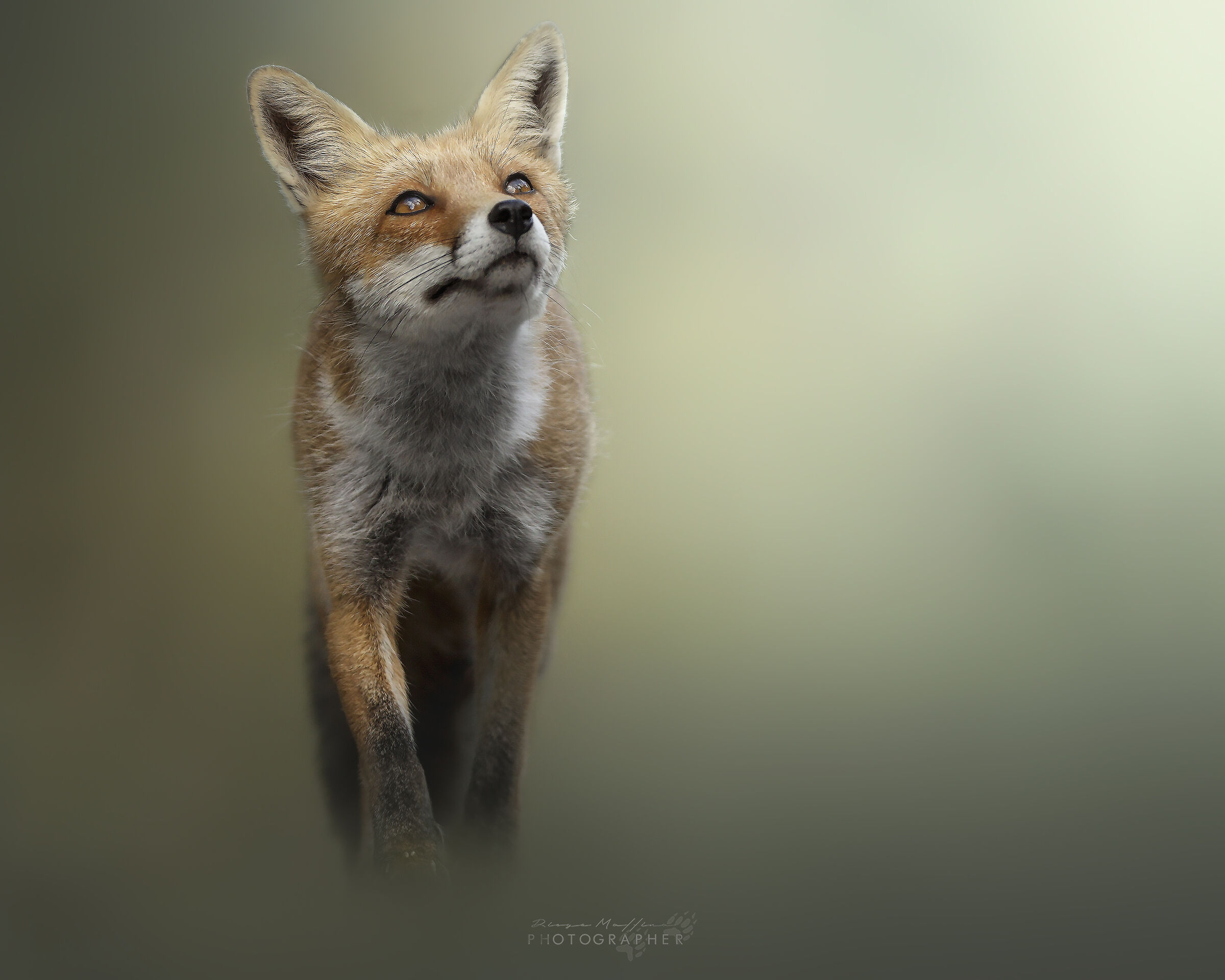 like in a fairy tale