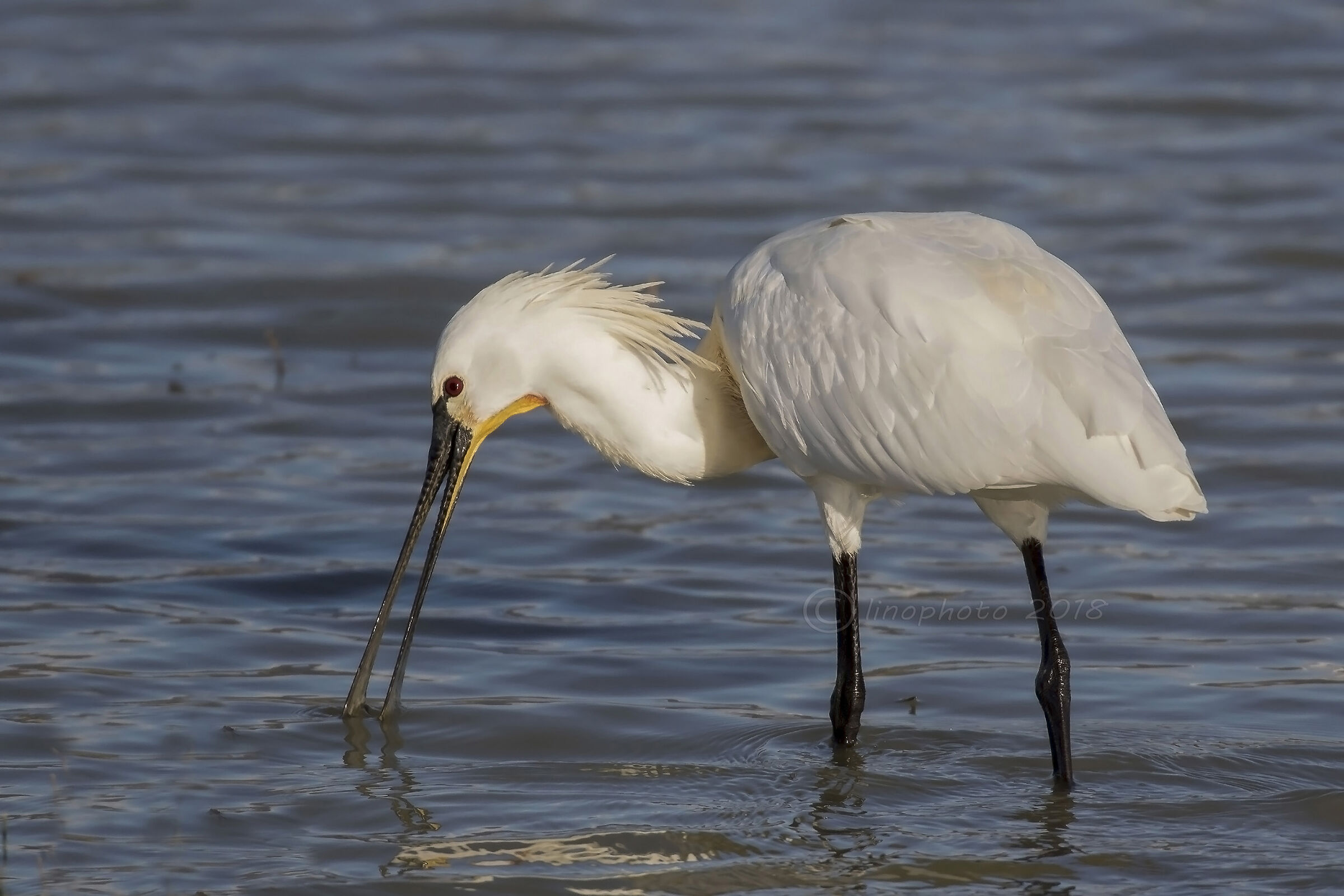 Spatola (Platalea Leucorodia)