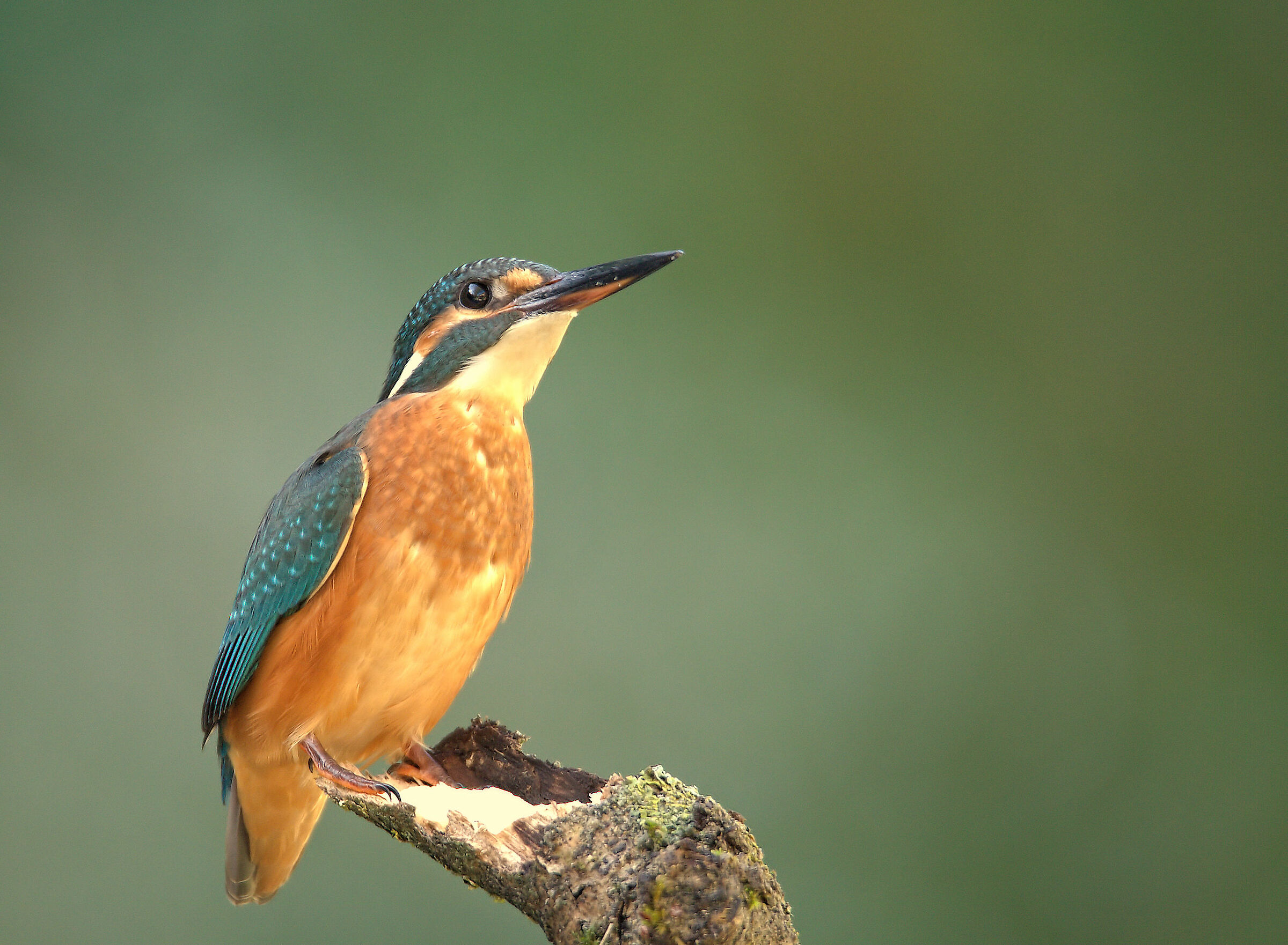 Female fisherman martin