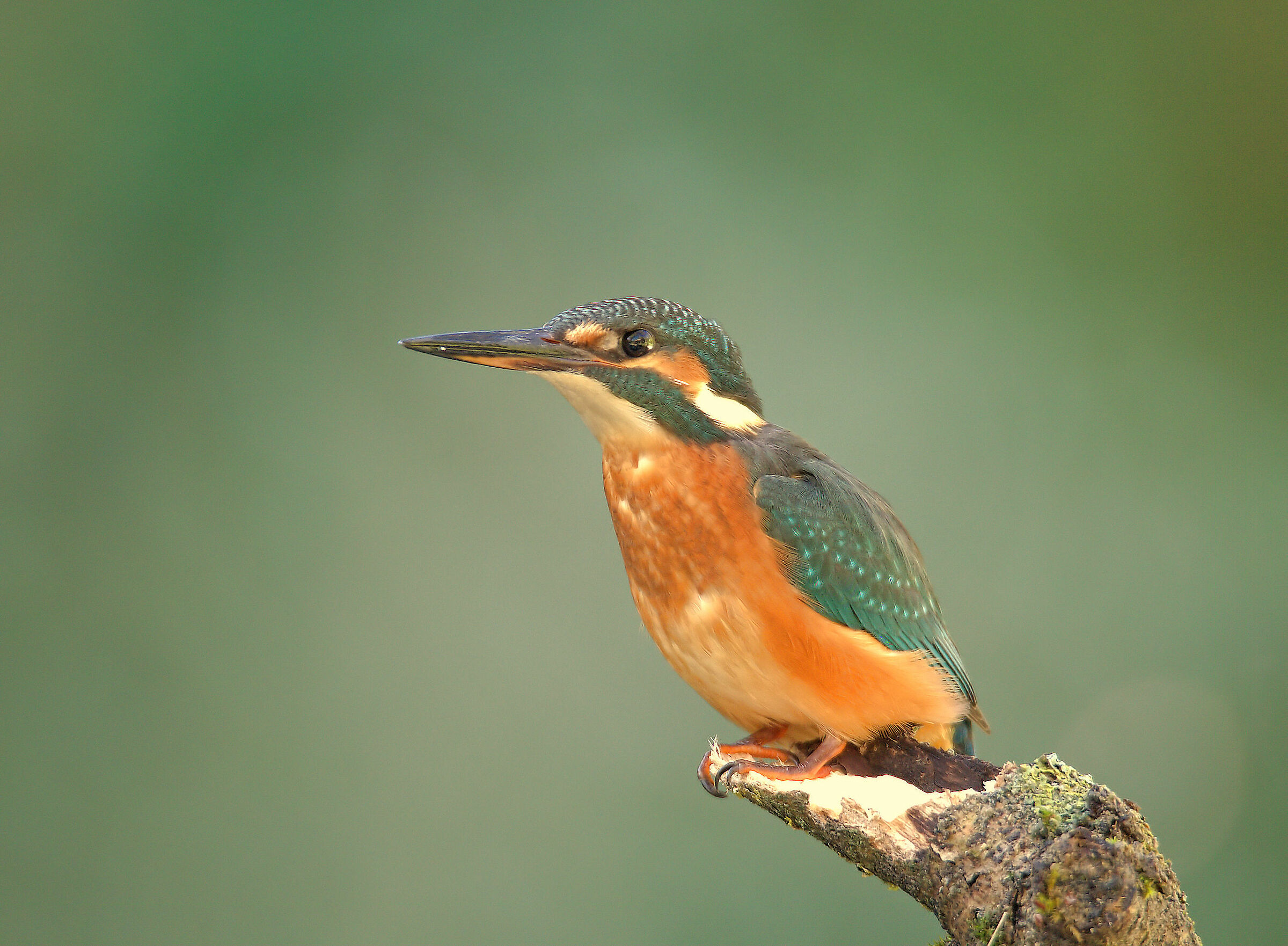 Female fisherman martin