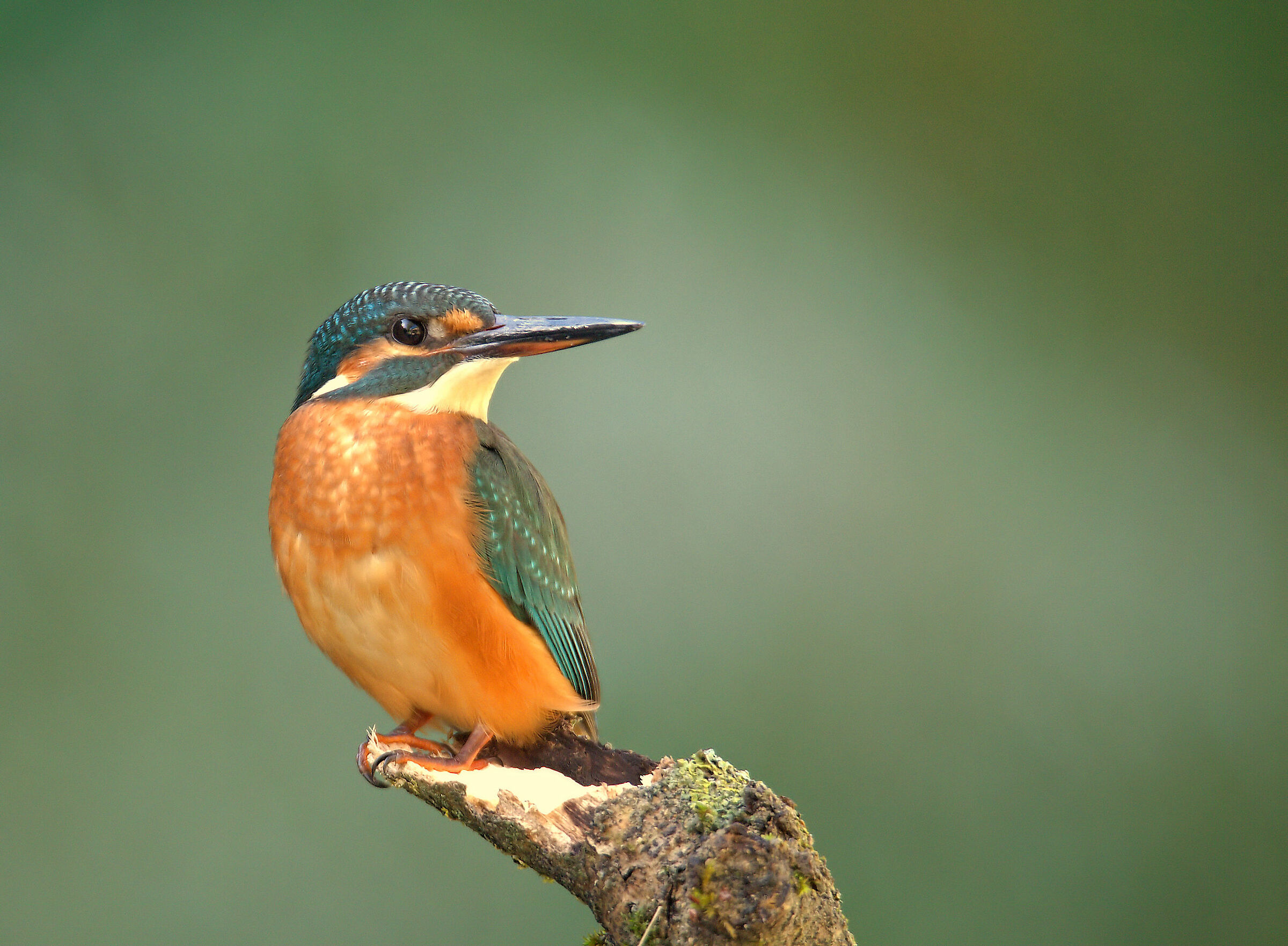 Female fisherman martin