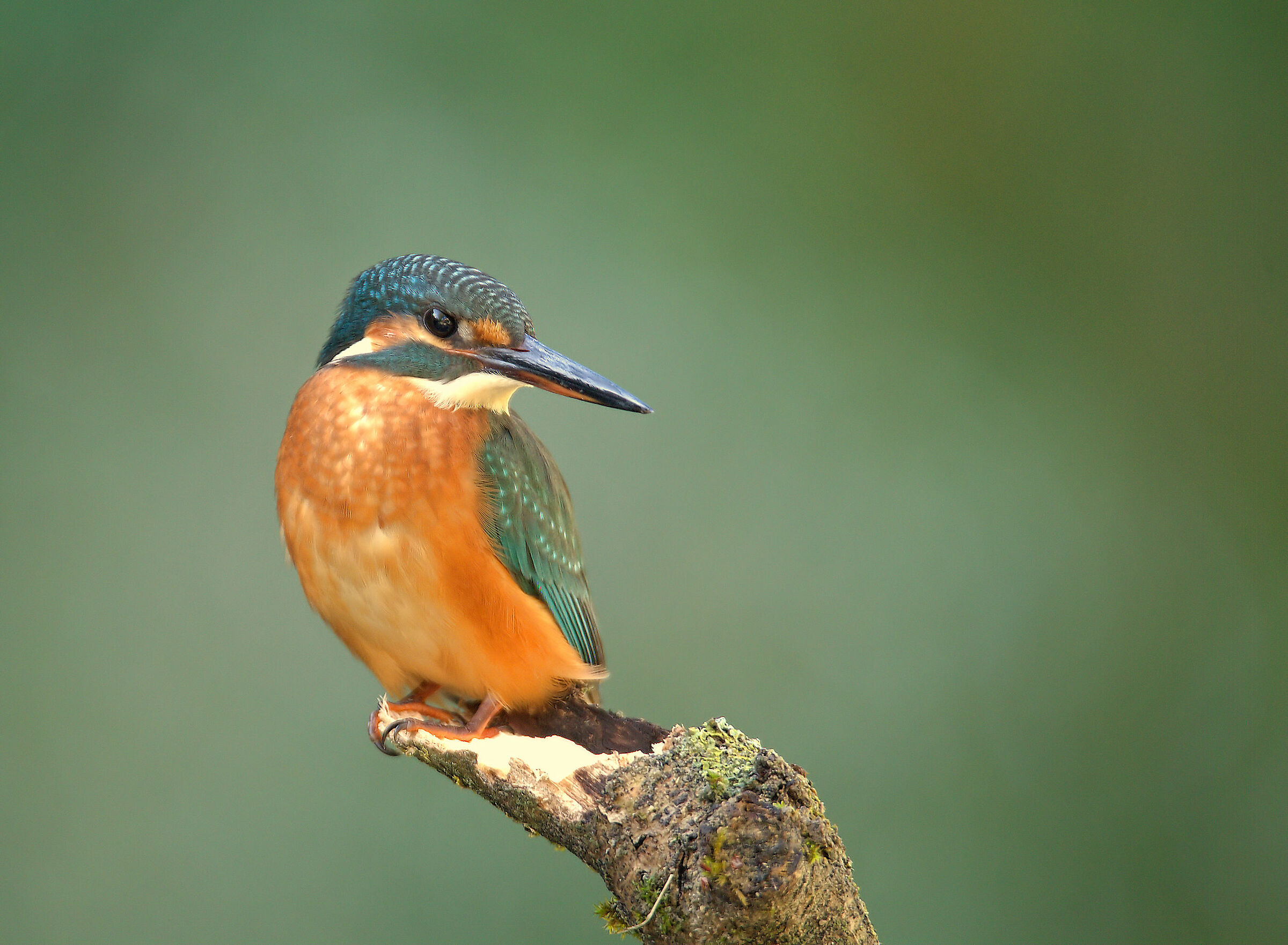 Female fisherman martin