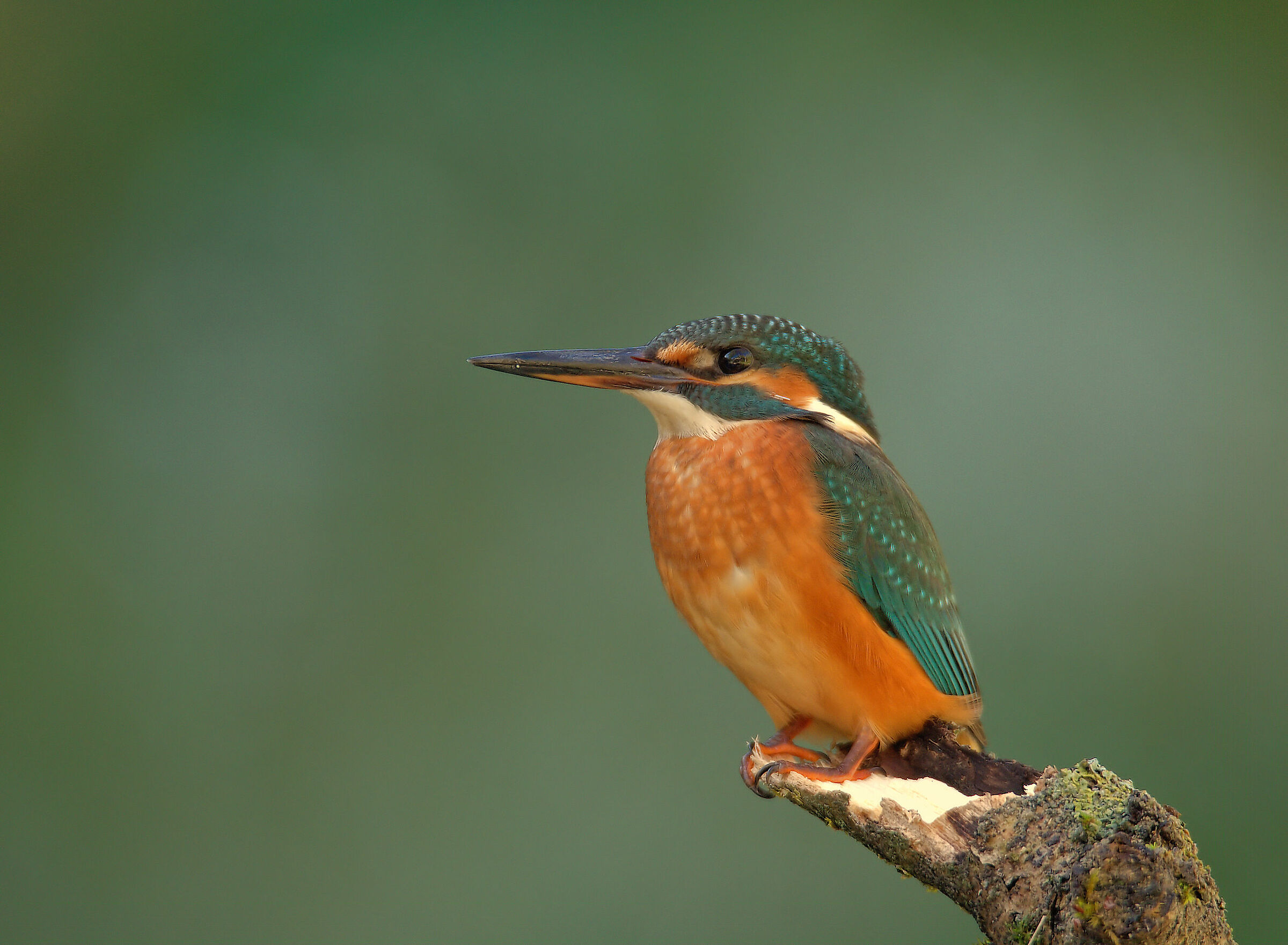 Female fisherman martin