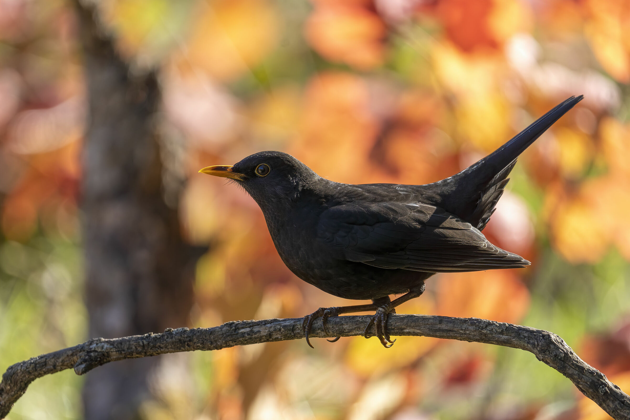 Autumn blackbird