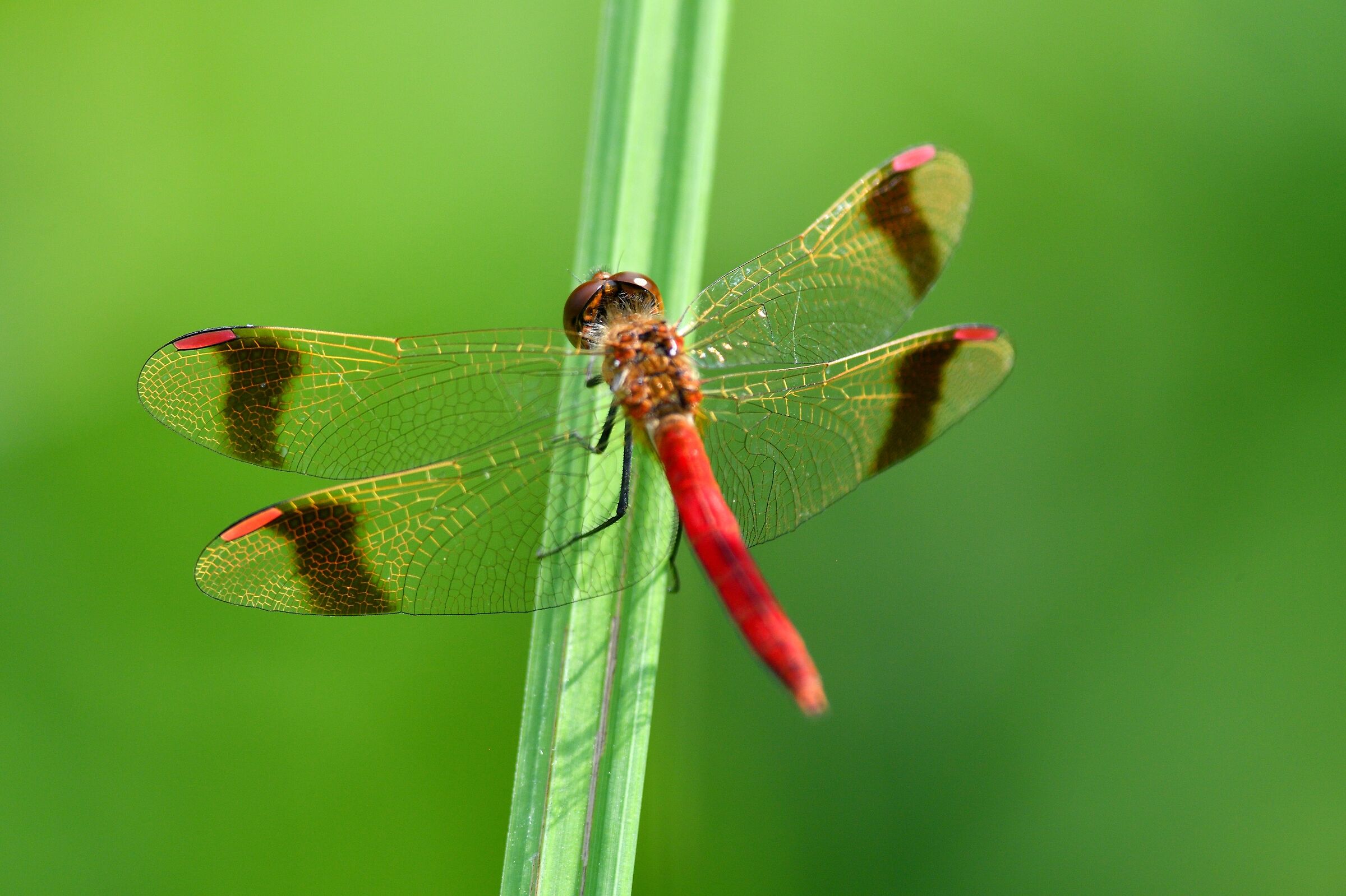 Sympetrum pedemontanum