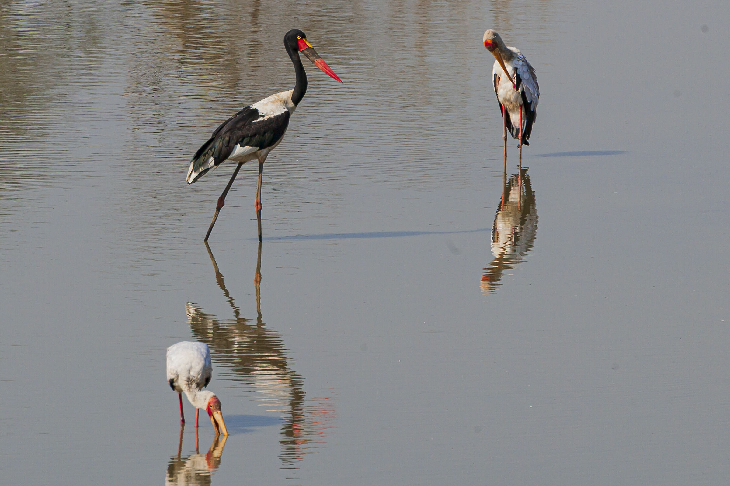 ephippiorhynchus,senegalensis(becco a sella africano)