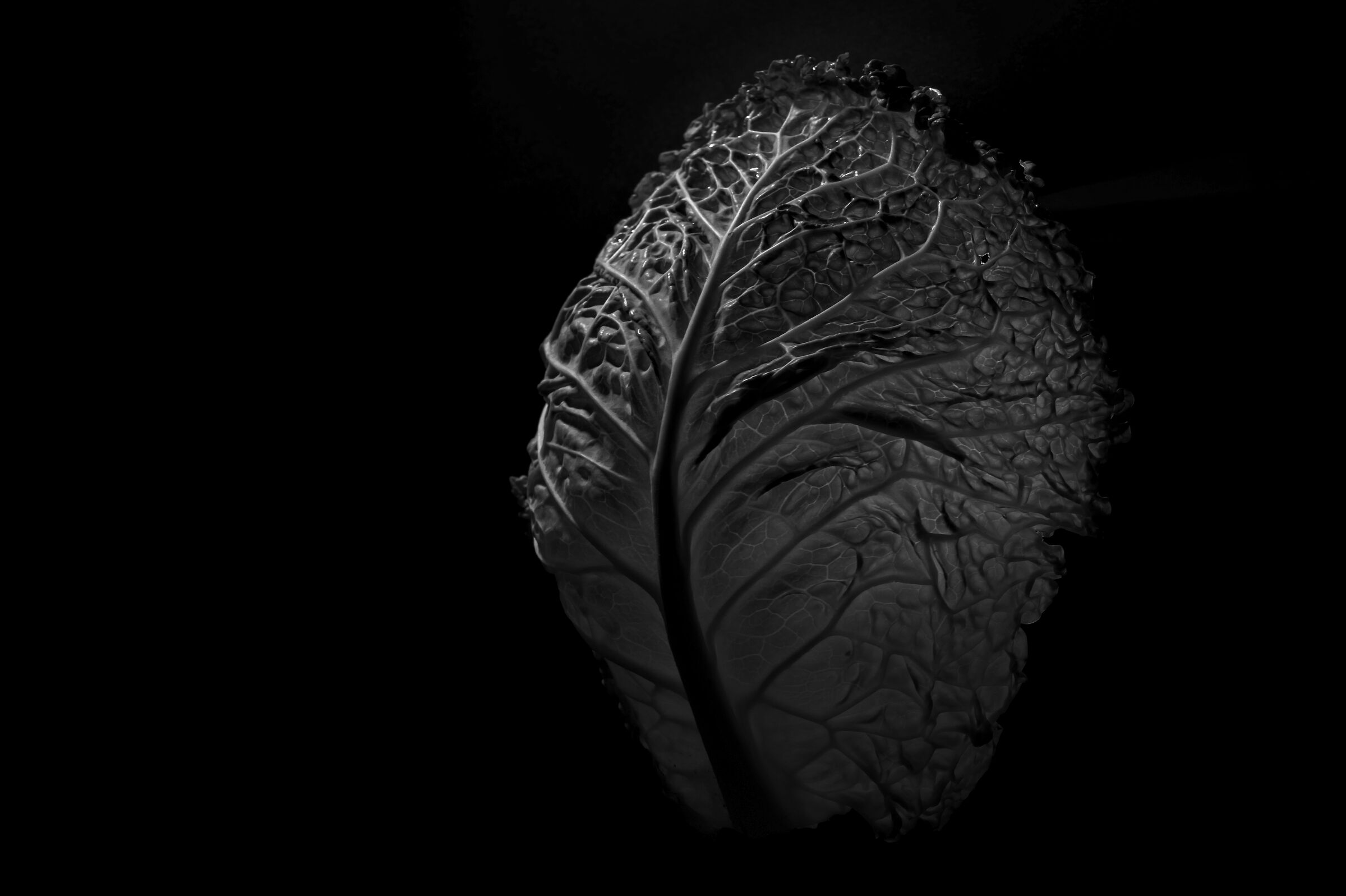 A photo ... cabbage.