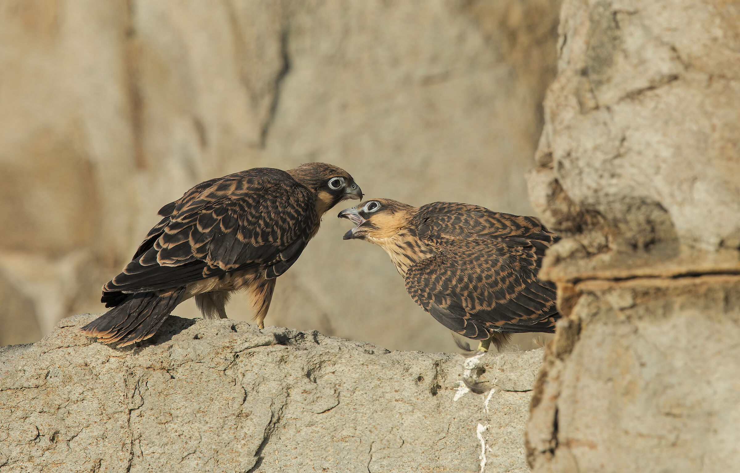 falco della regina (falco eleonorae)