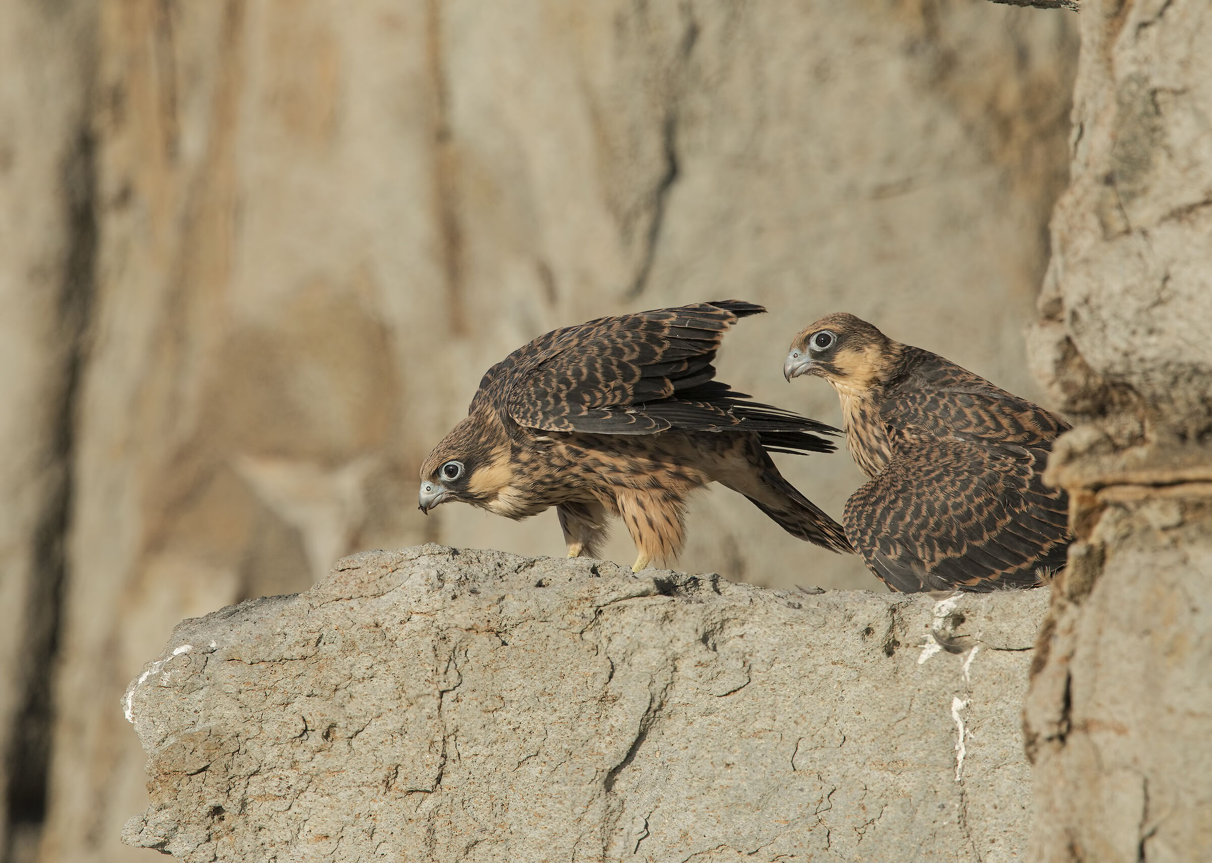 falco della regina (falco eleonorae)