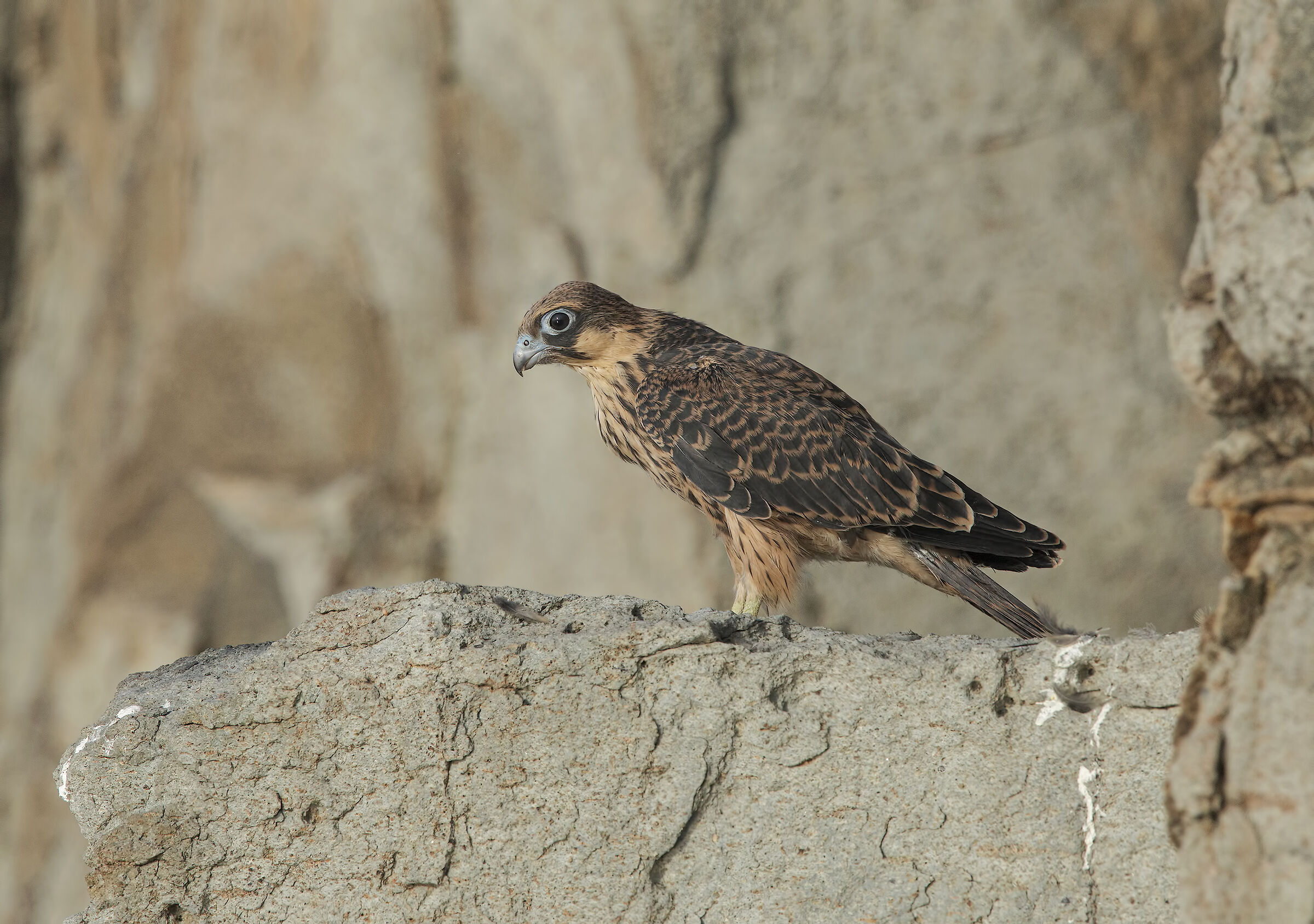 falco della regina (falco eleonorae)