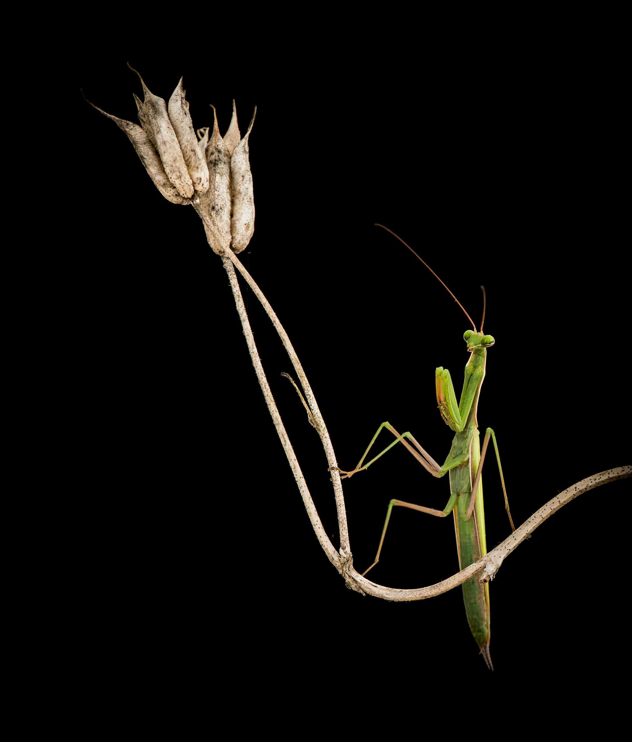 Mantide Religiosa maschio.